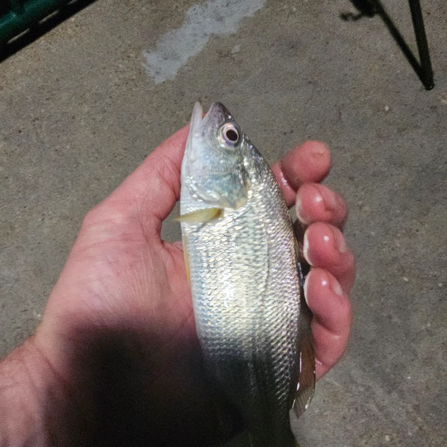 The most recent Silver perch catches on Fishbrain