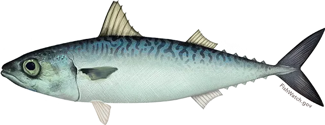 Pacific chub mackerel