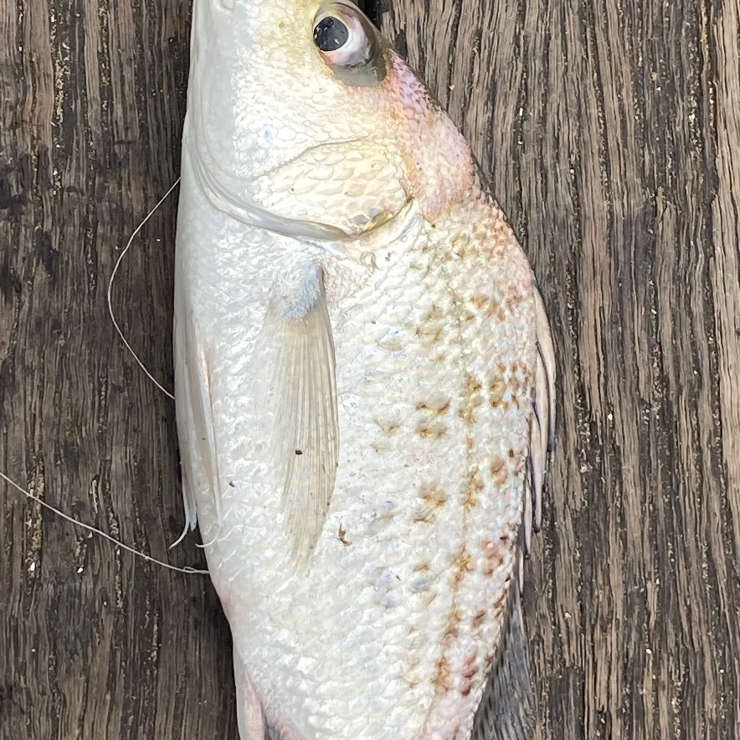 The most recent Javelin grunter catches on Fishbrain