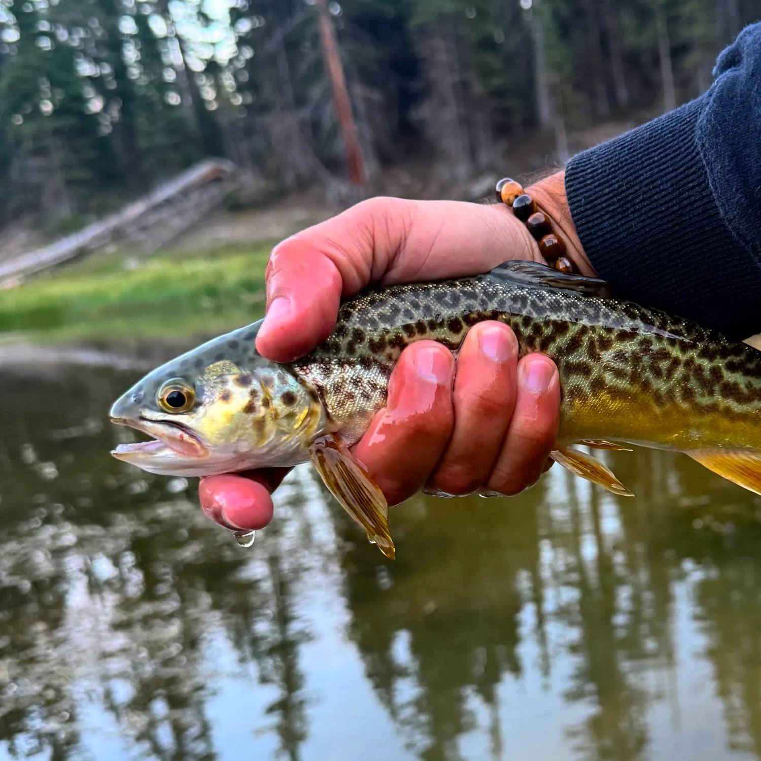 Tiger trout caught on Fishbrain
