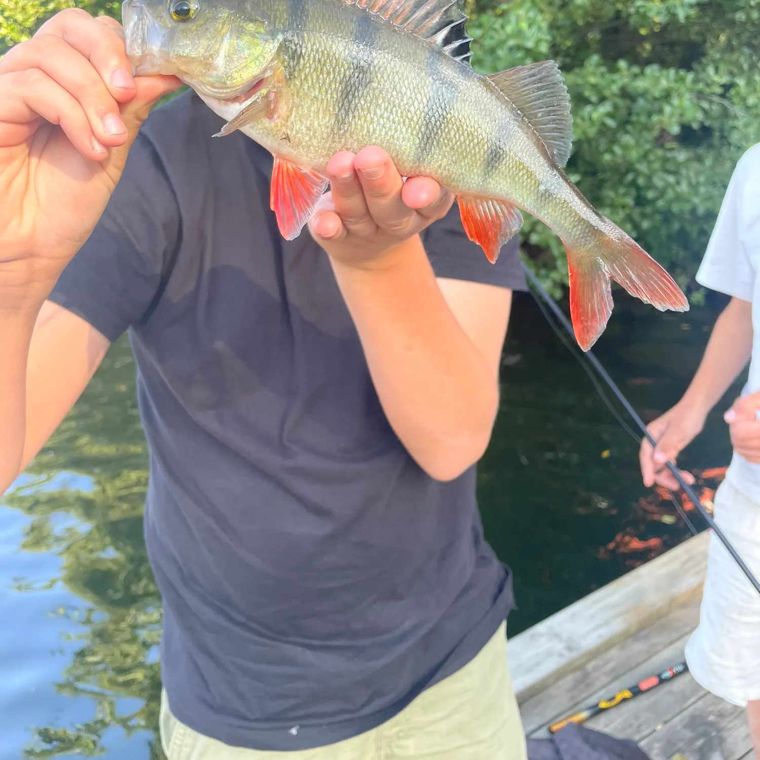 European perch caught on Fishbrain