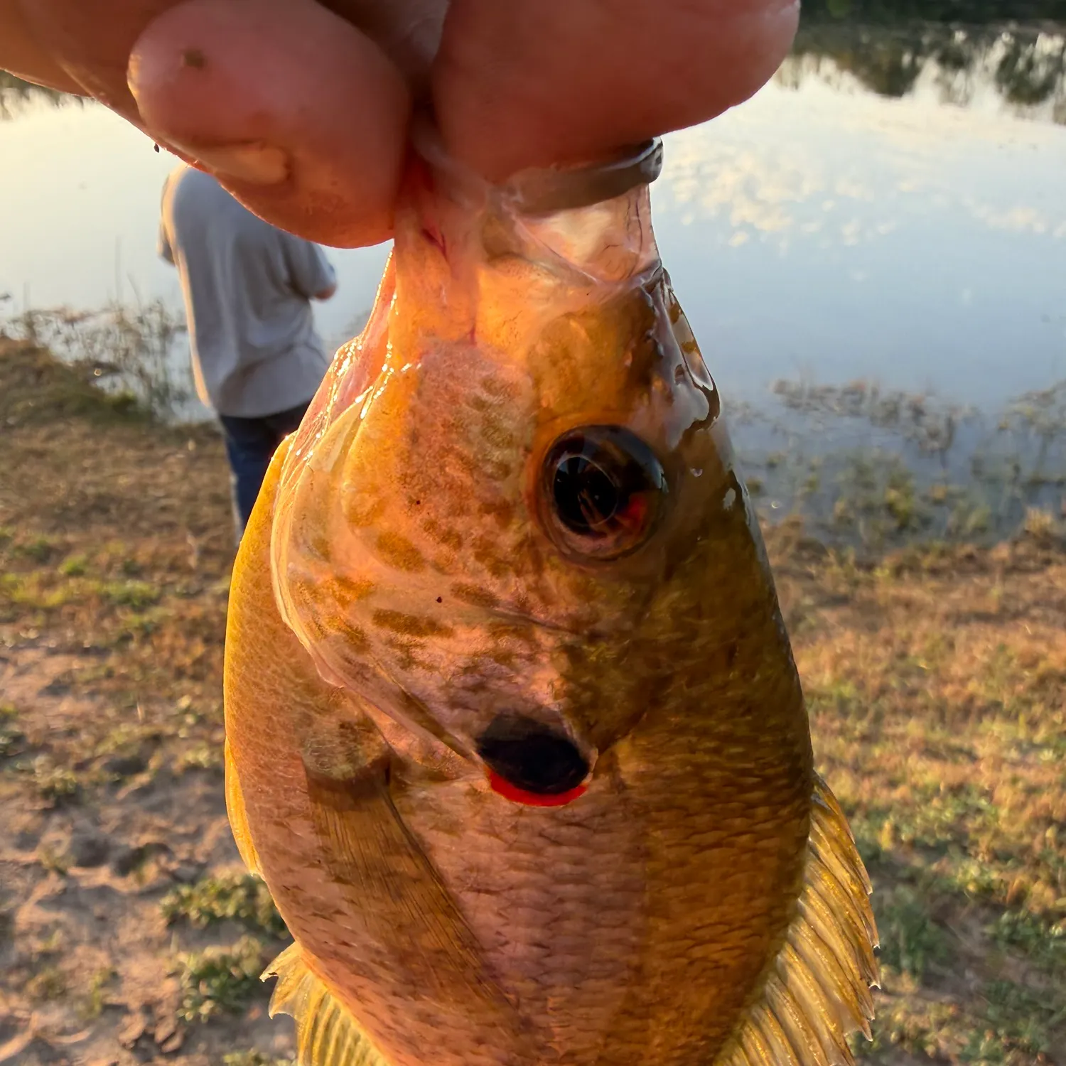 Redear sunfish caught on Fishbrain