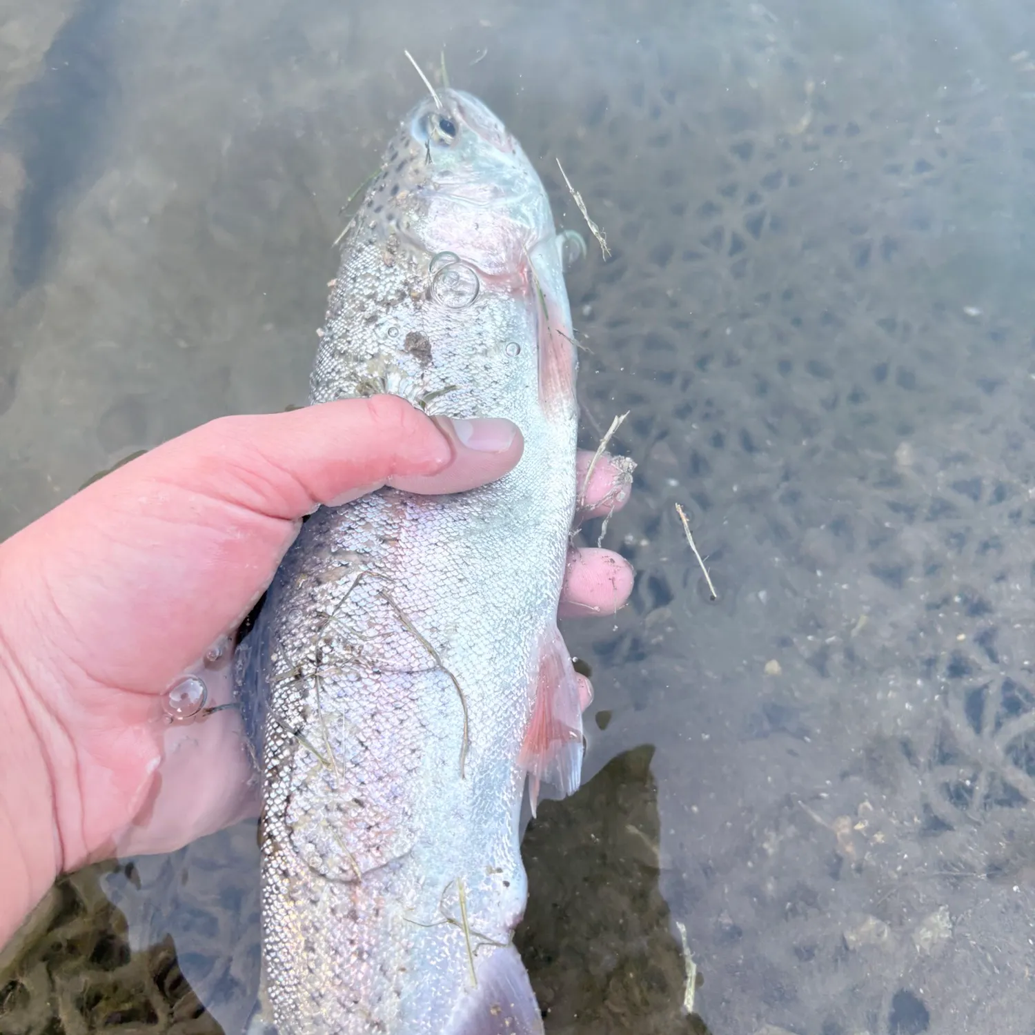Rainbow trout caught on Fishbrain
