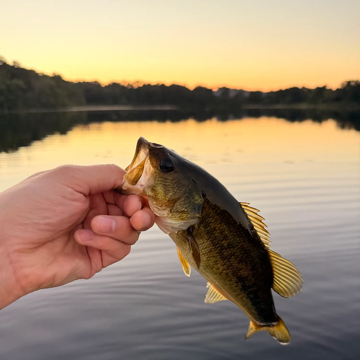 Largemouth bass caught on Fishbrain