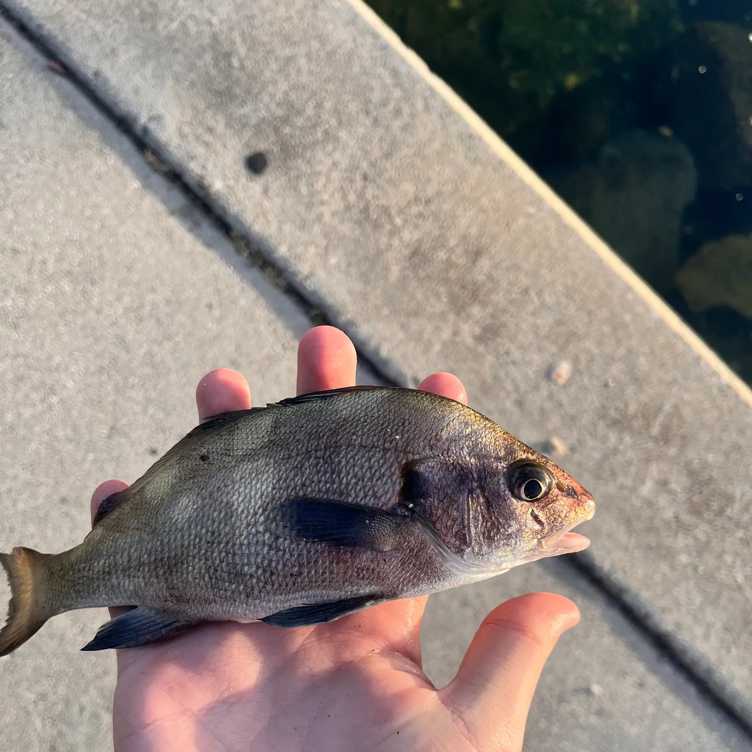 The most recent Black croaker catches on Fishbrain