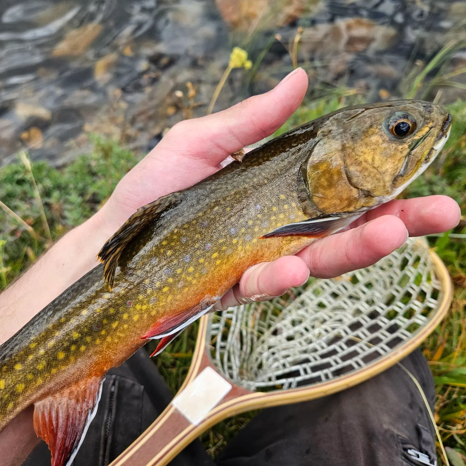 Brook trout caught on Fishbrain
