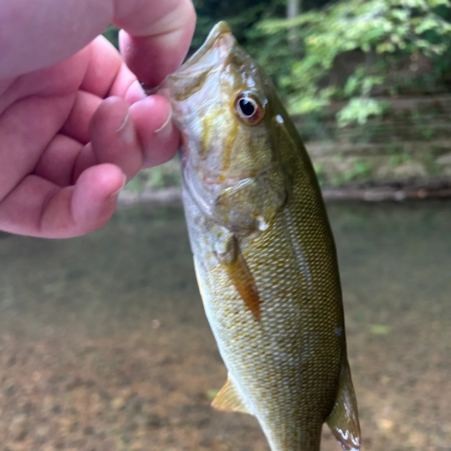 Smallmouth bass caught on Fishbrain