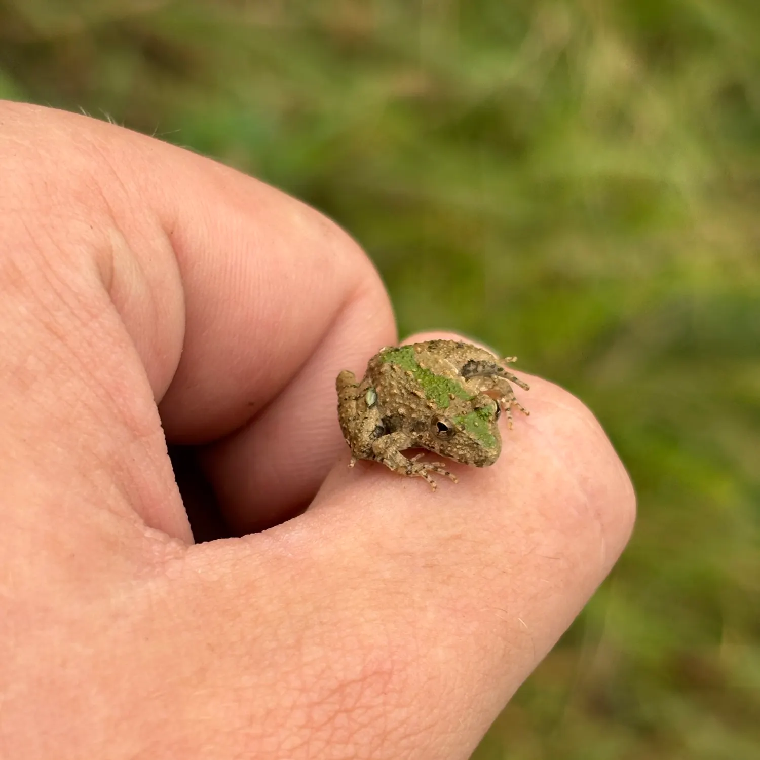 Green frog caught on Fishbrain