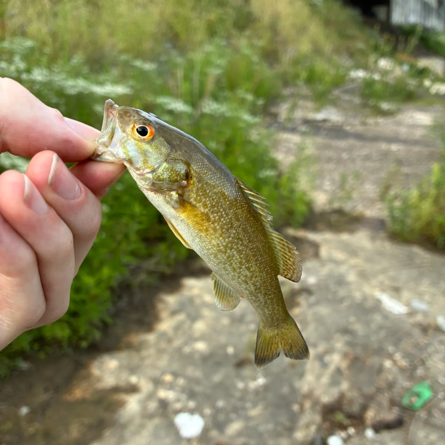 Smallmouth bass caught on Fishbrain