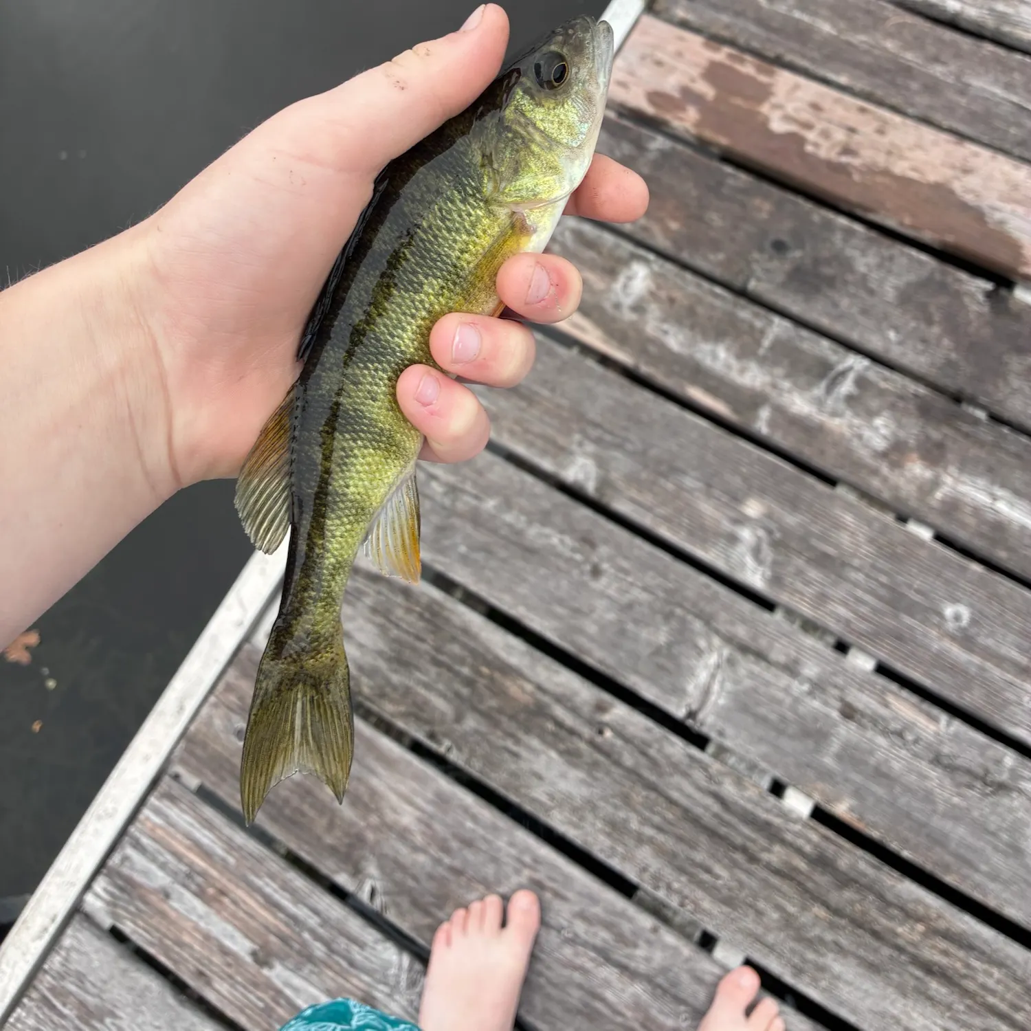 Yellow perch caught on Fishbrain