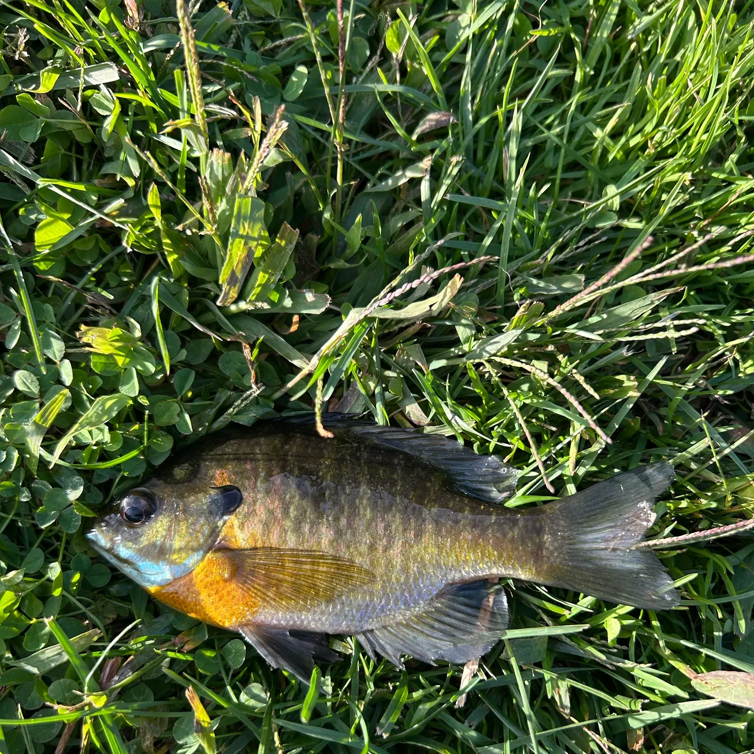 Bluegill caught on Fishbrain