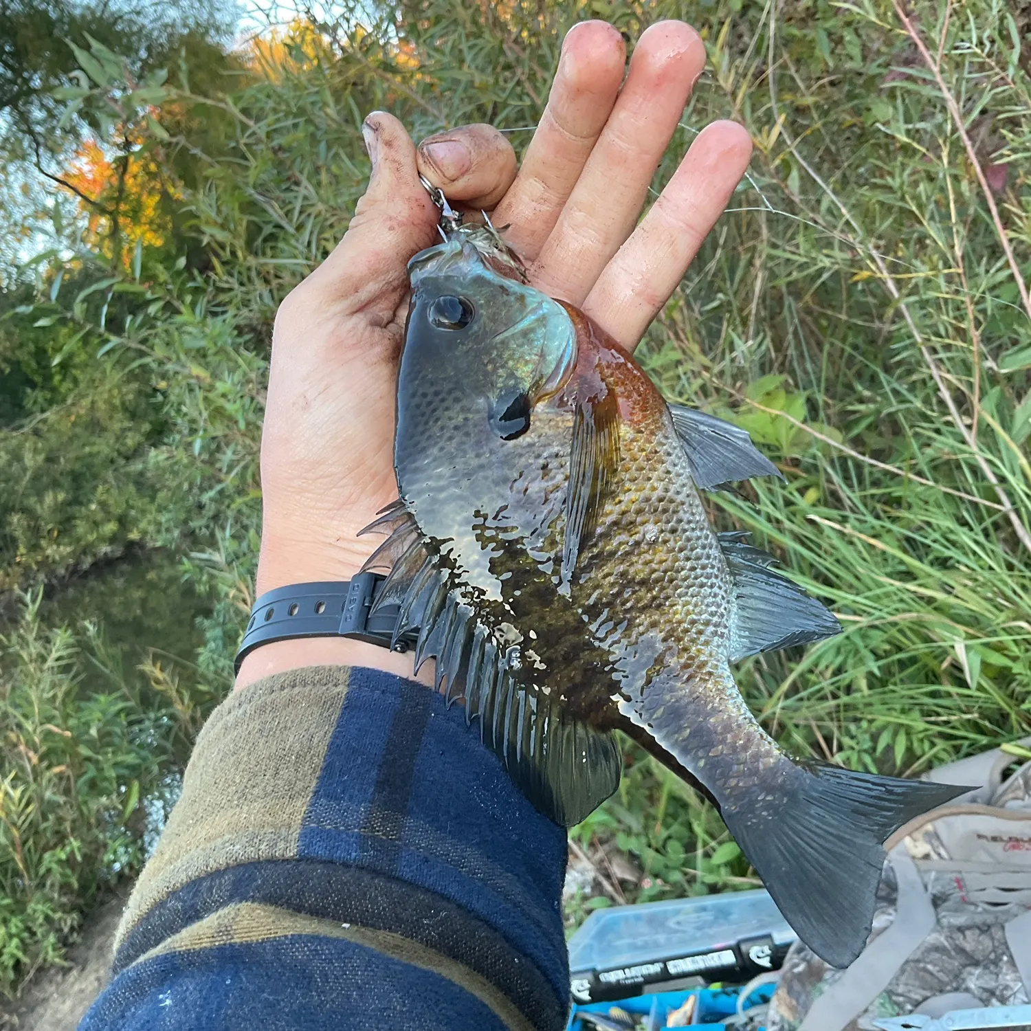 Bluegill caught on Fishbrain
