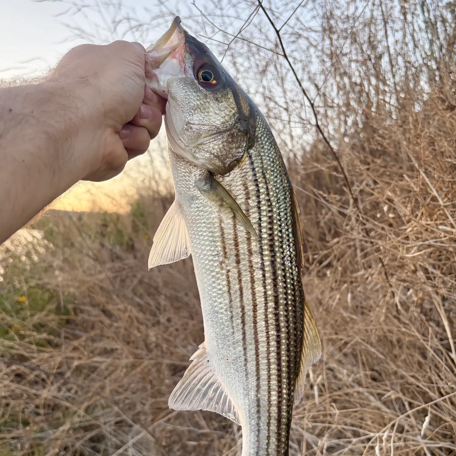Striped bass caught on Fishbrain