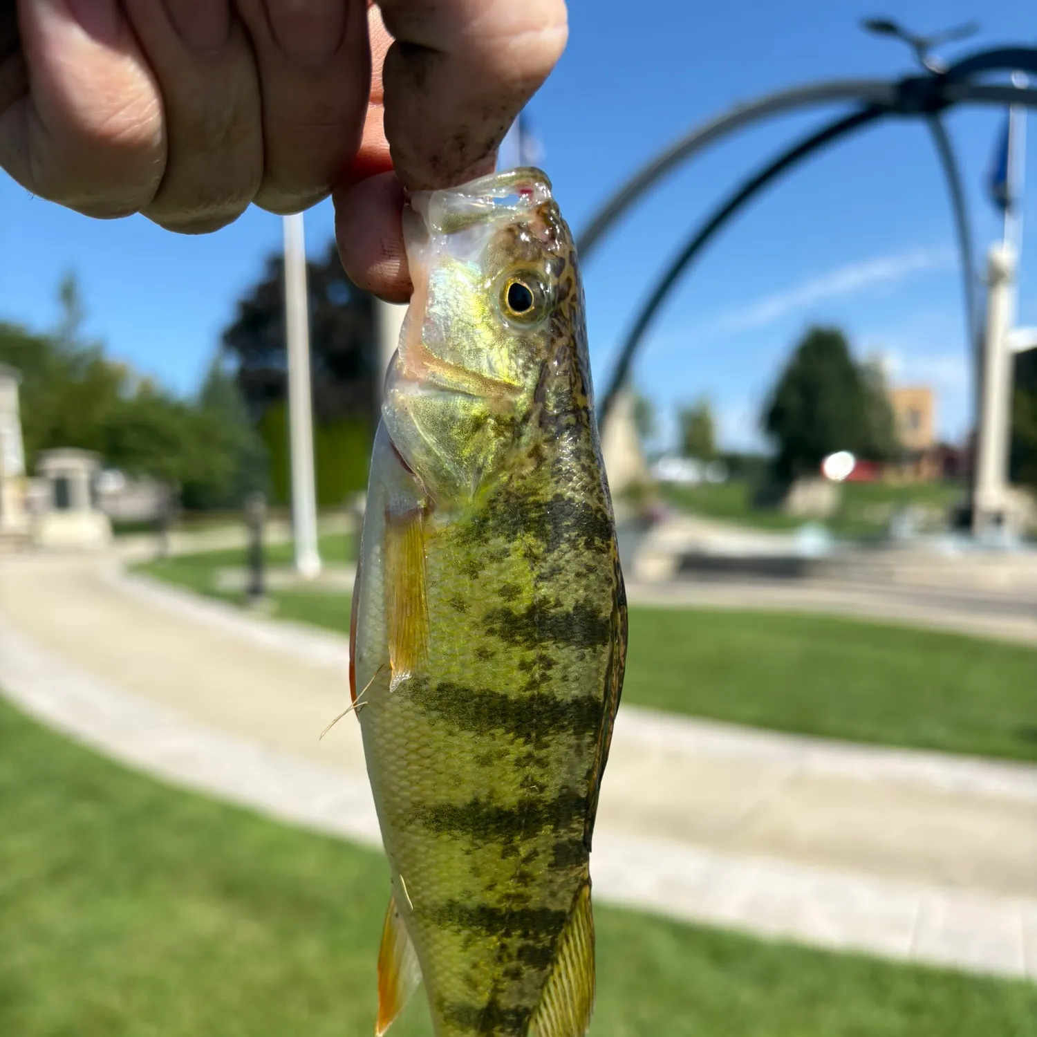 catch
