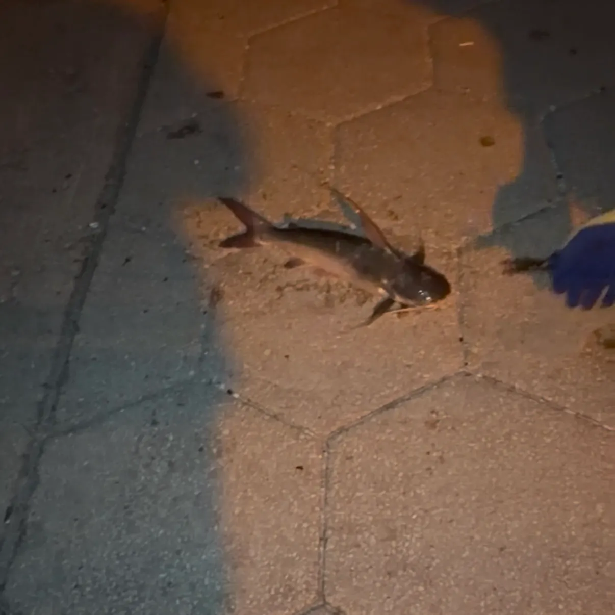 Gafftopsail sea catfish caught on Fishbrain