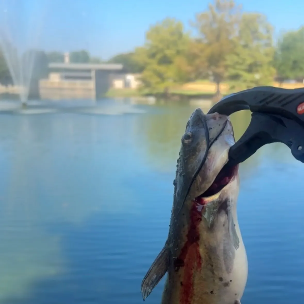 Channel catfish caught on Fishbrain