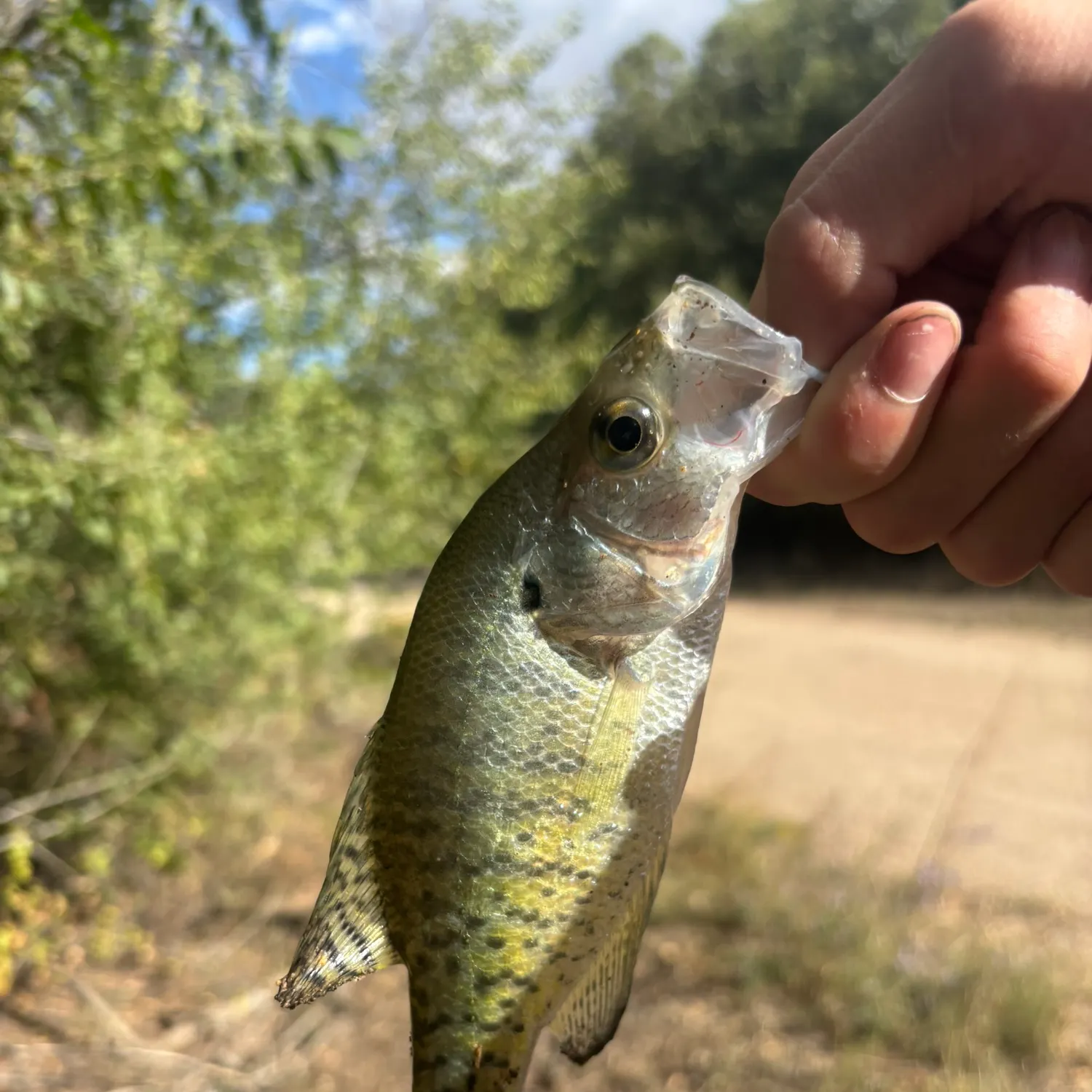 White crappie caught on Fishbrain