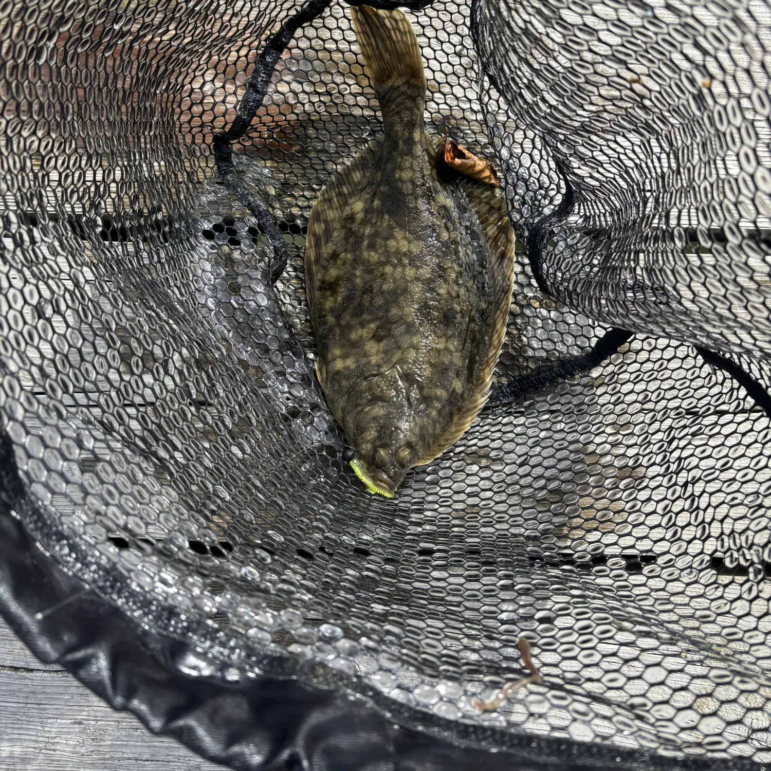 The most recent European flounder catches on Fishbrain