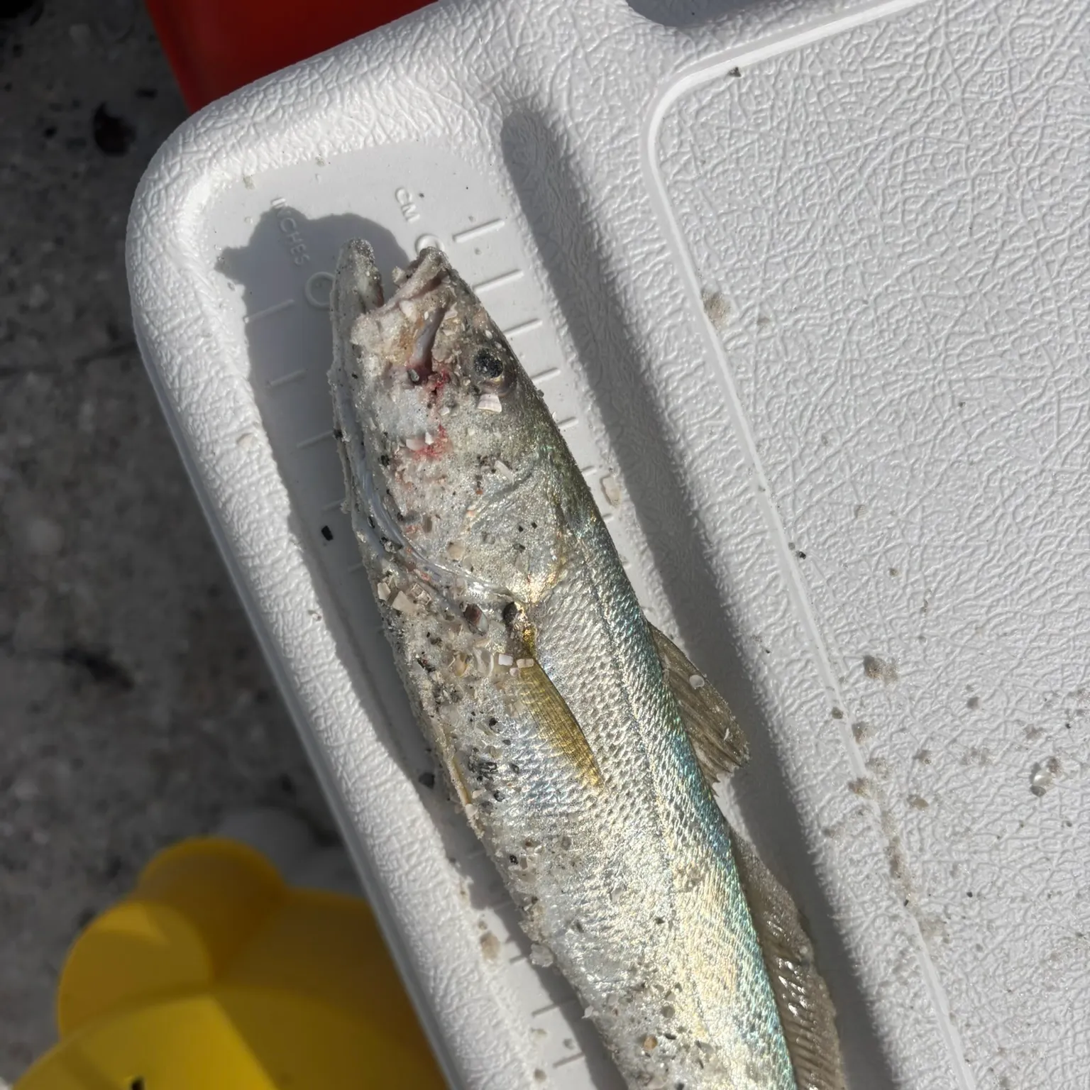 The most recent Silver seatrout catches on Fishbrain