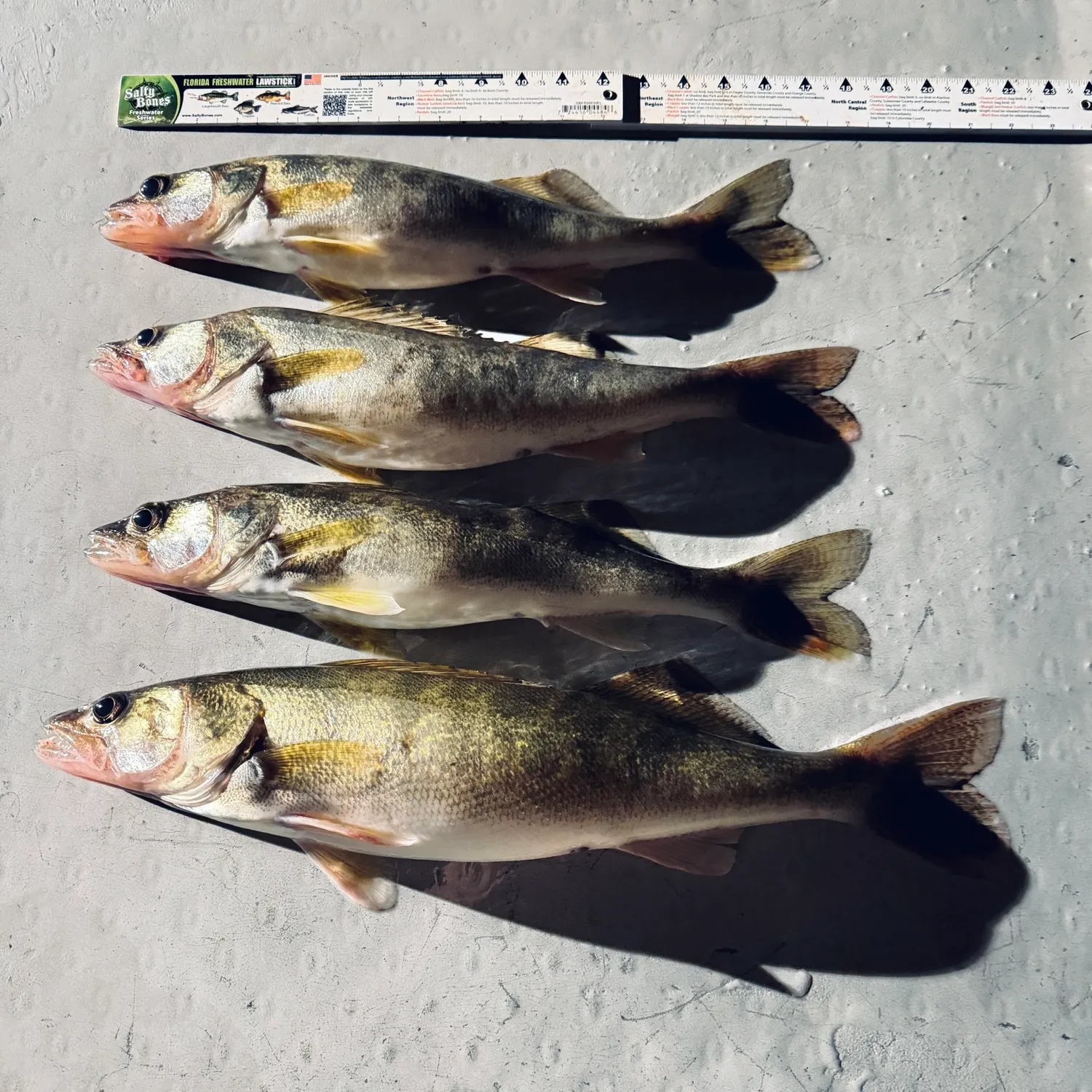 Walleye caught on Fishbrain
