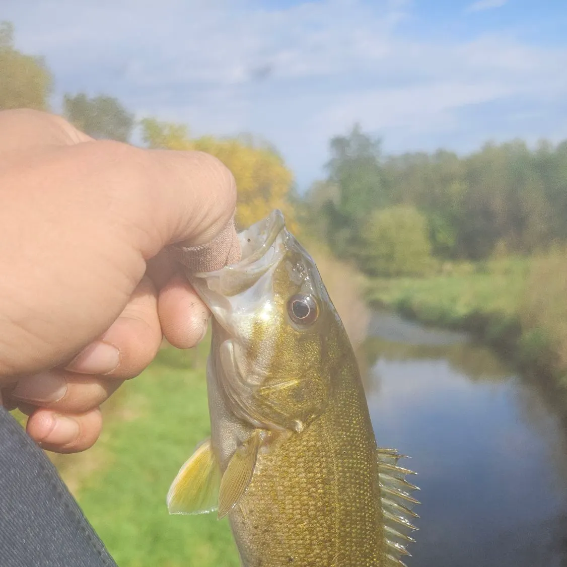 Smallmouth bass caught on Fishbrain
