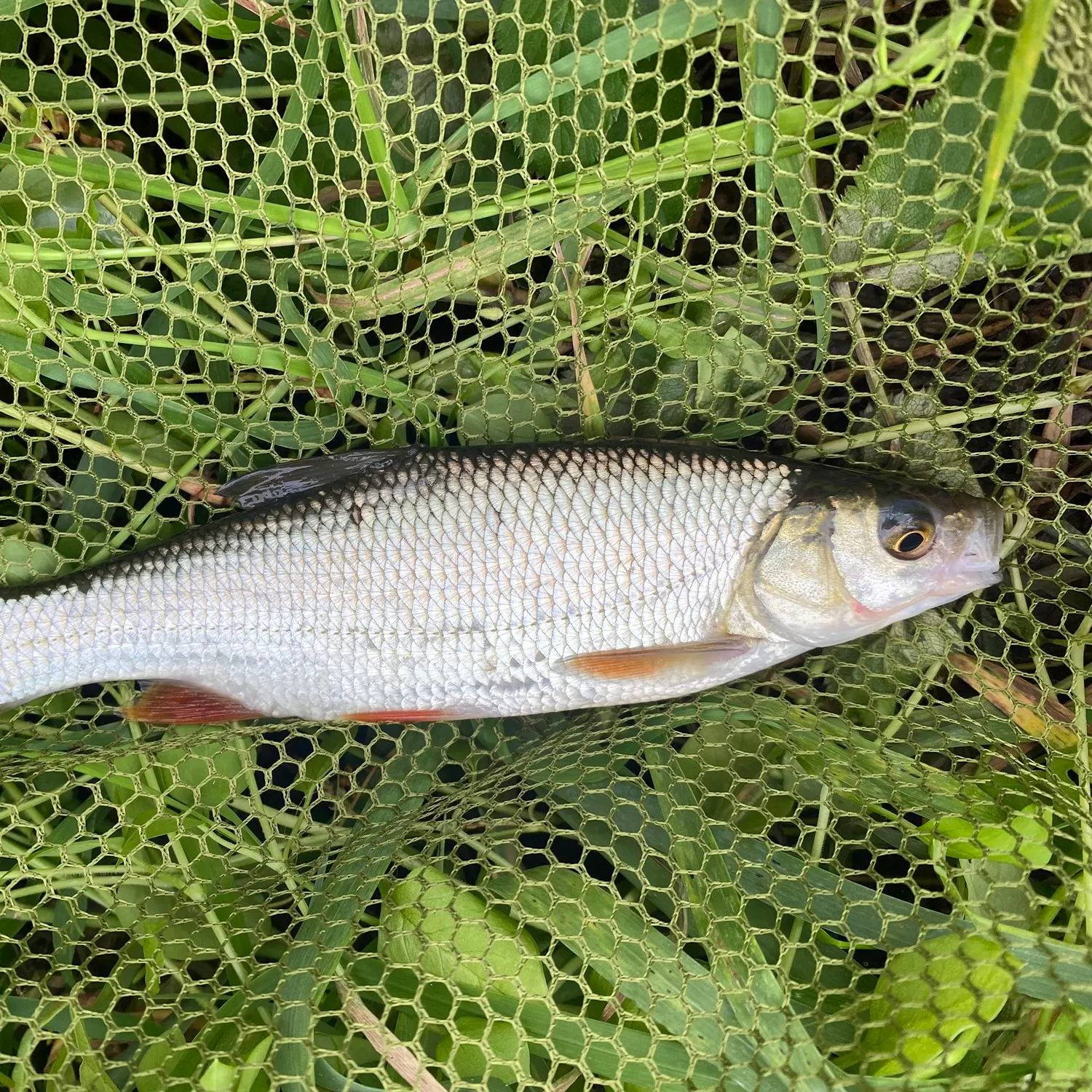 Common roach caught on Fishbrain