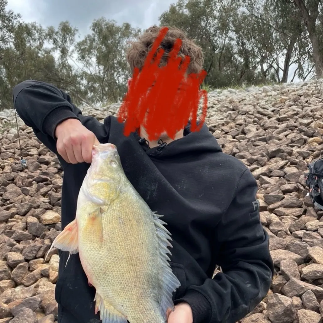 The most recent Golden perch catches on Fishbrain