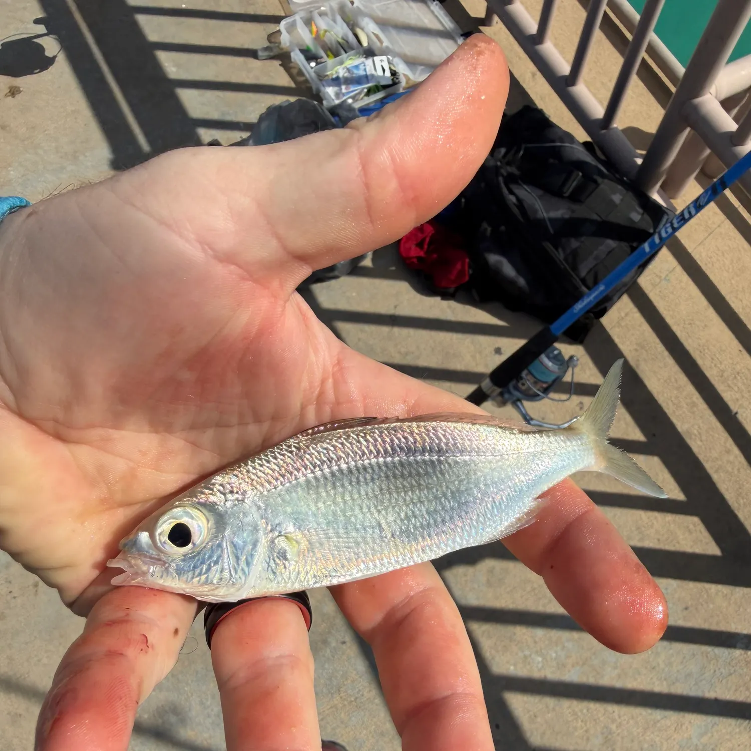 The most recent Tidewater mojarra catches on Fishbrain