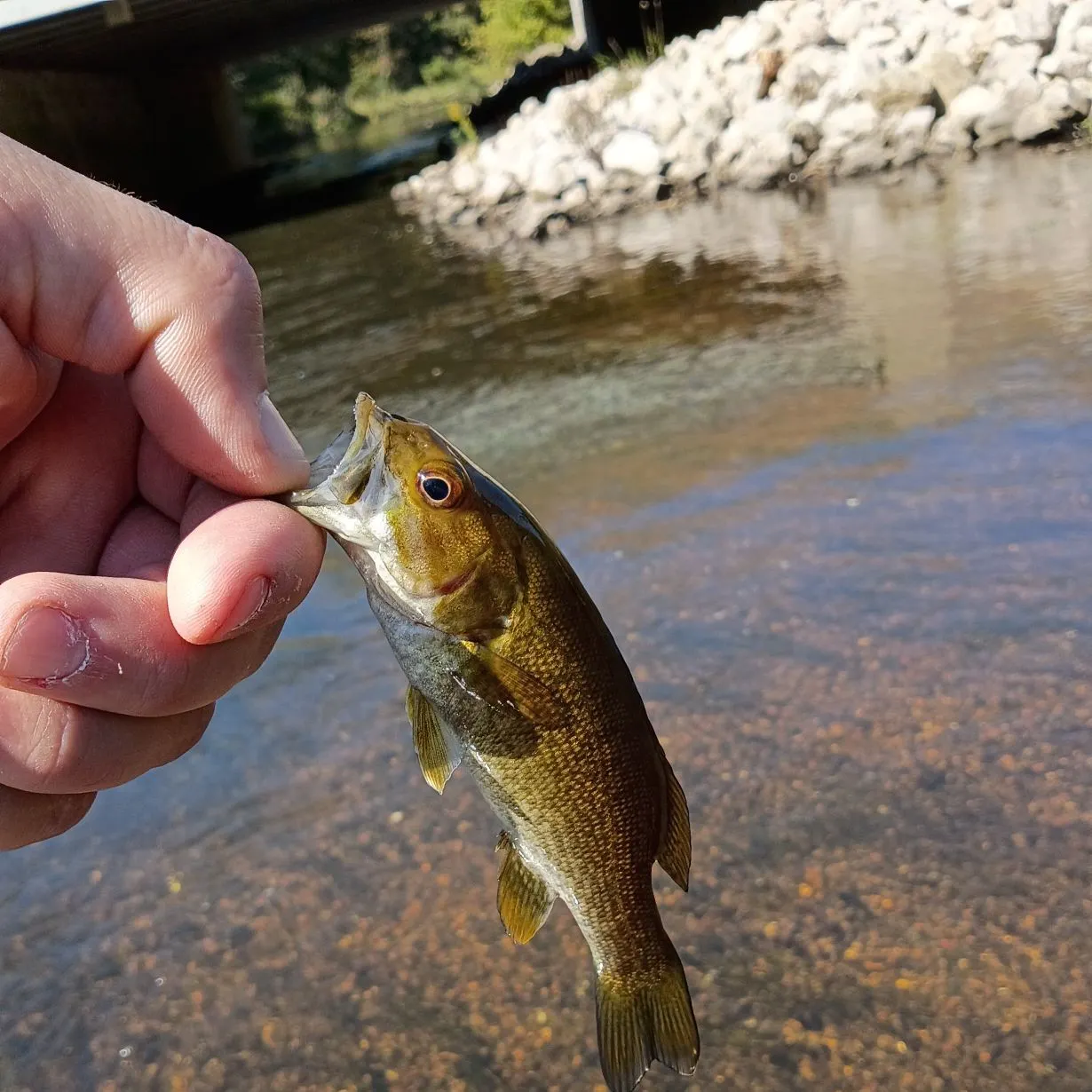 Smallmouth bass caught on Fishbrain