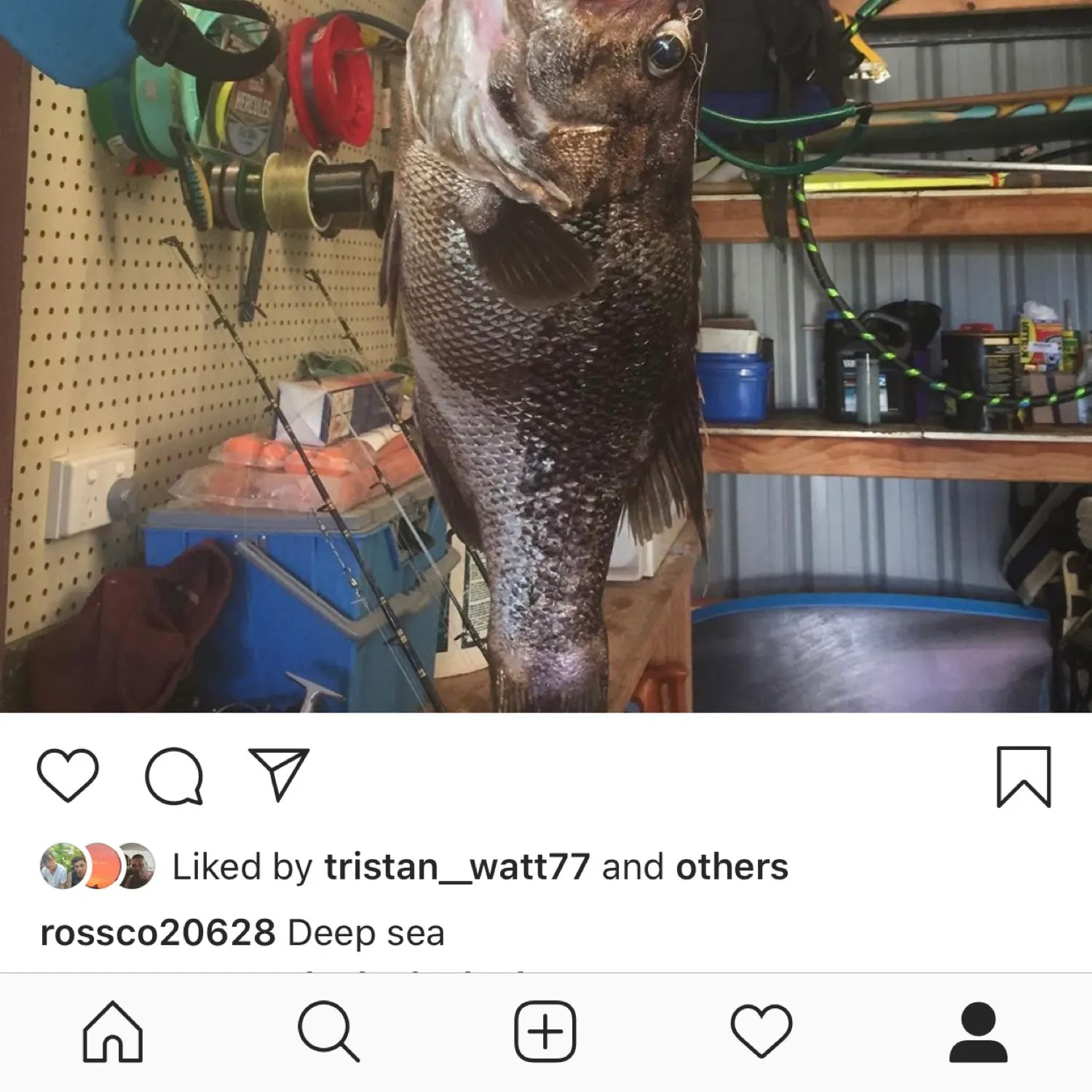 Westralian jewfish caught on Fishbrain