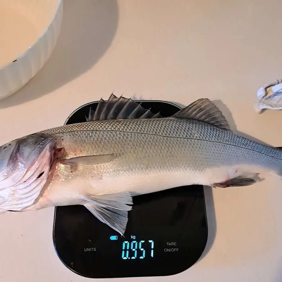 The most recent European seabass catches on Fishbrain