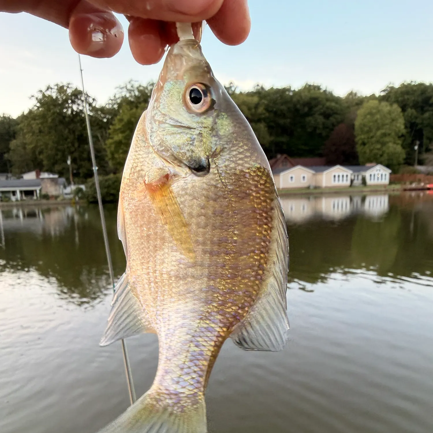 Bluegill caught on Fishbrain