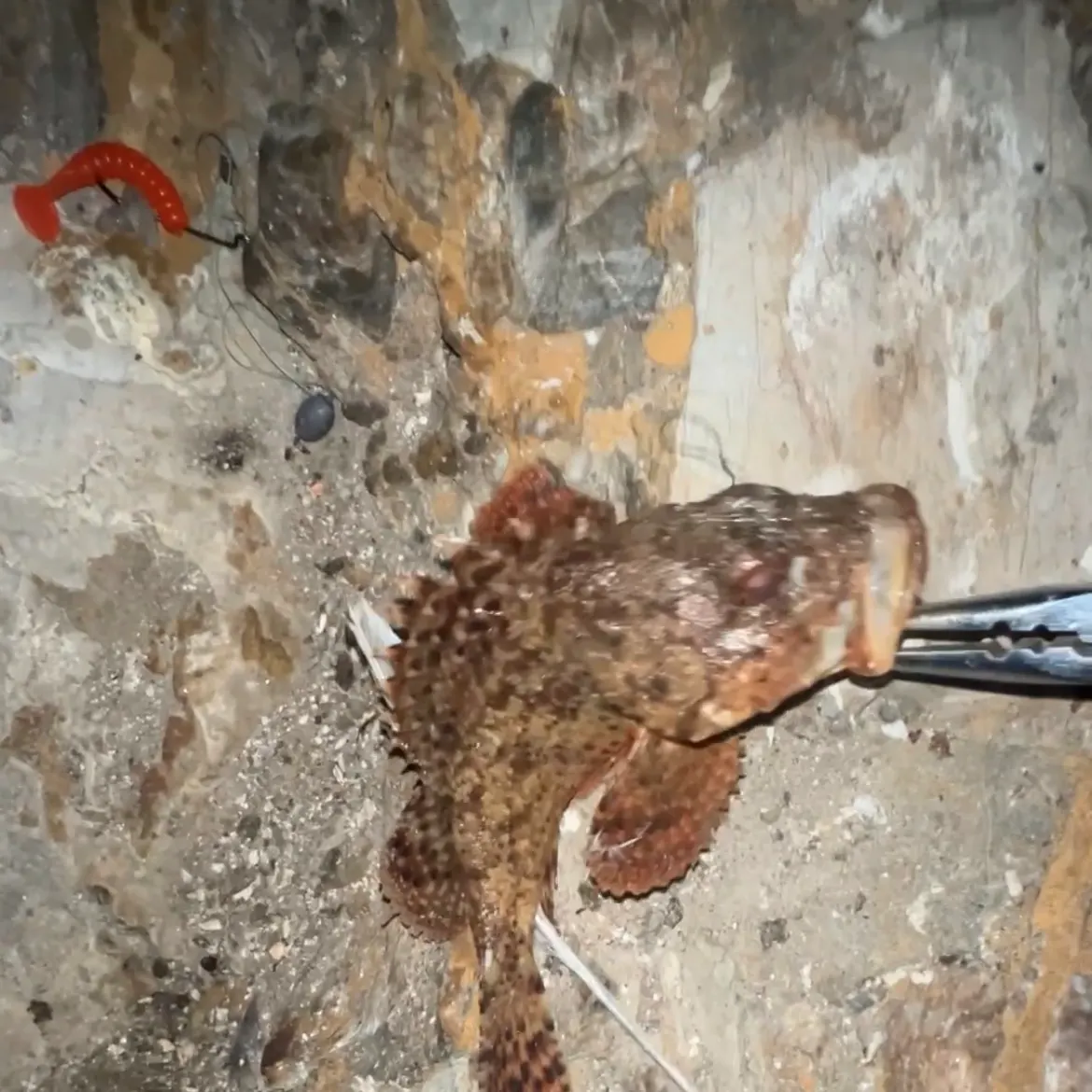 The most recent California scorpionfish catches on Fishbrain
