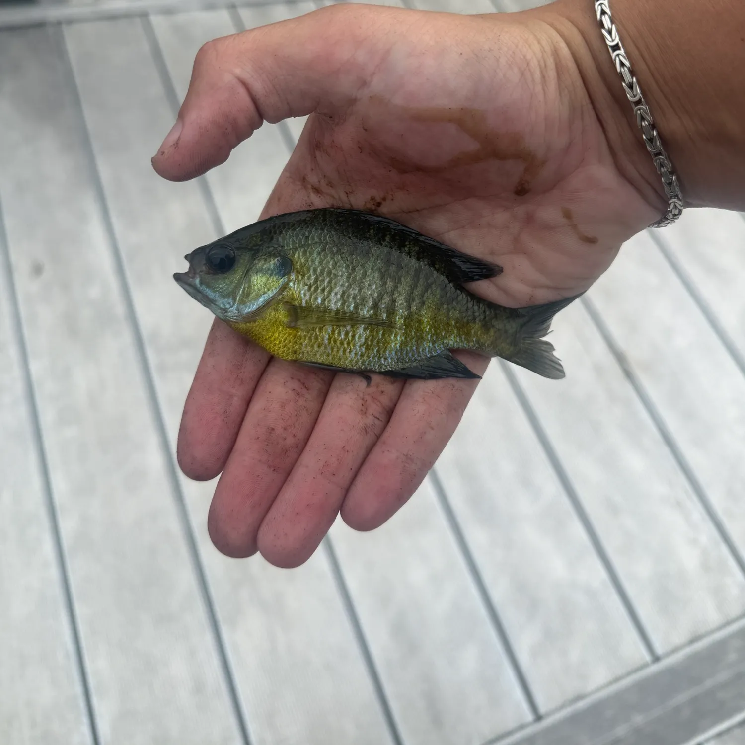 Bluegill caught on Fishbrain