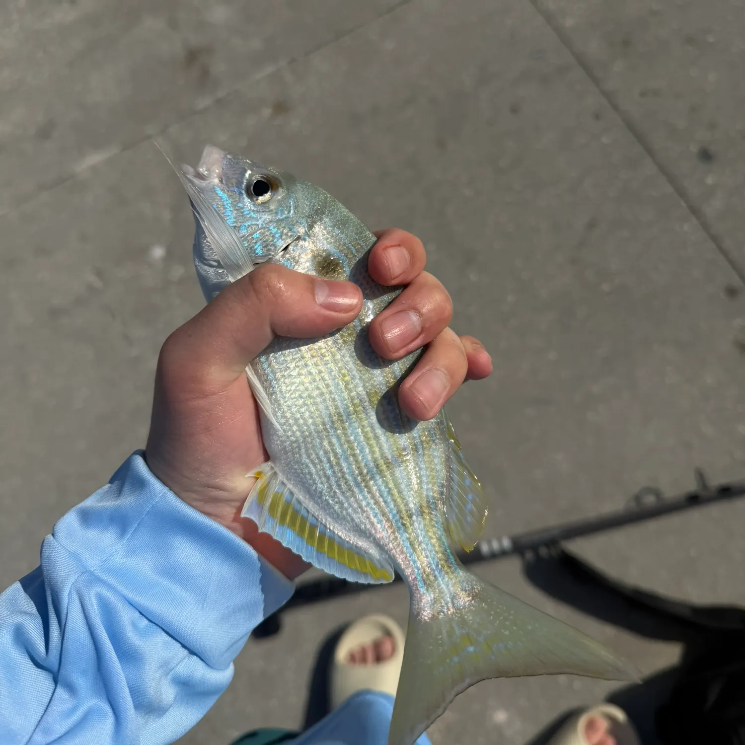 The most recent Pinfish catches on Fishbrain