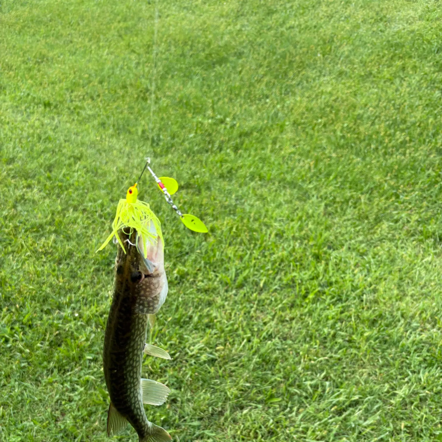 Chain pickerel caught on Fishbrain