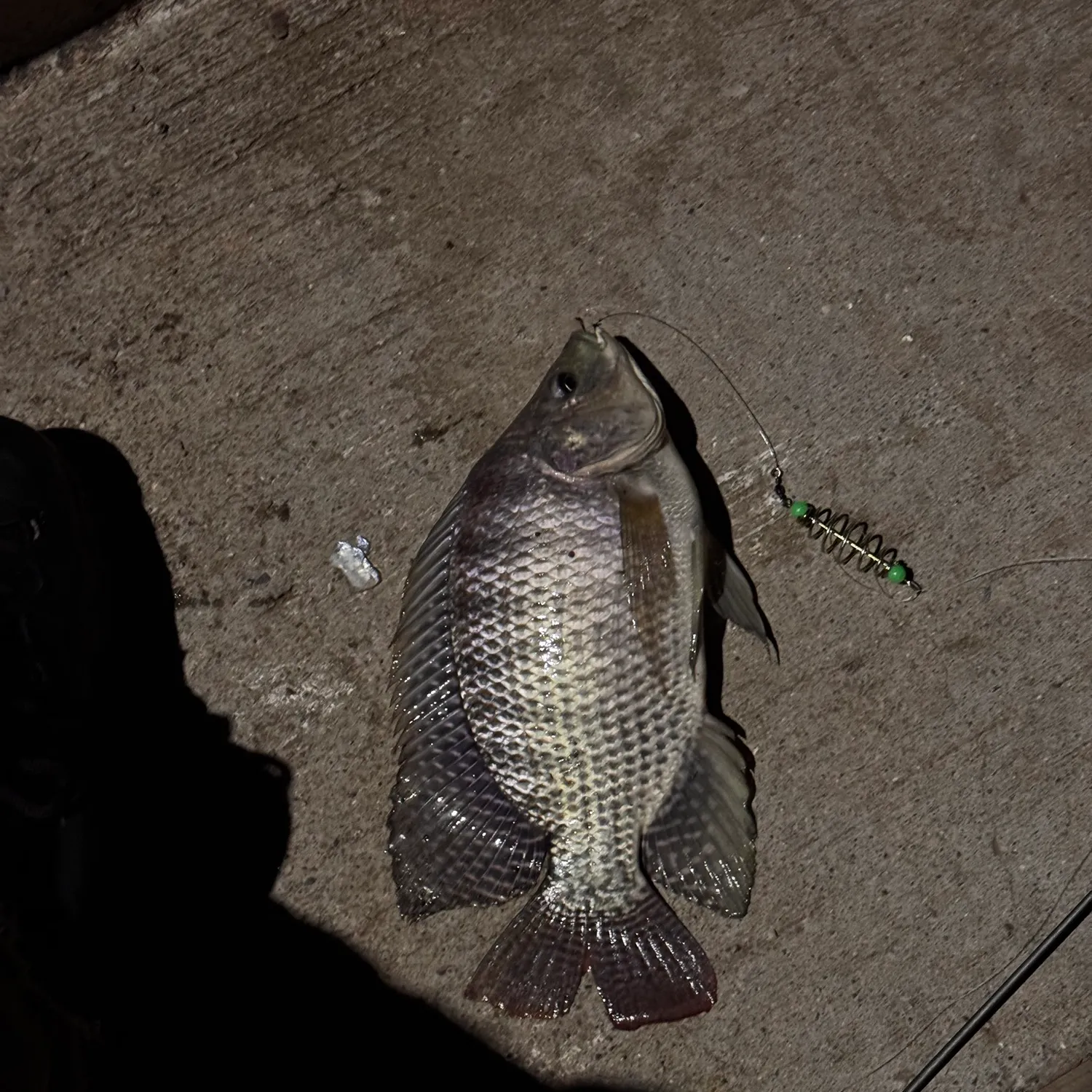 Nile tilapia caught on Fishbrain