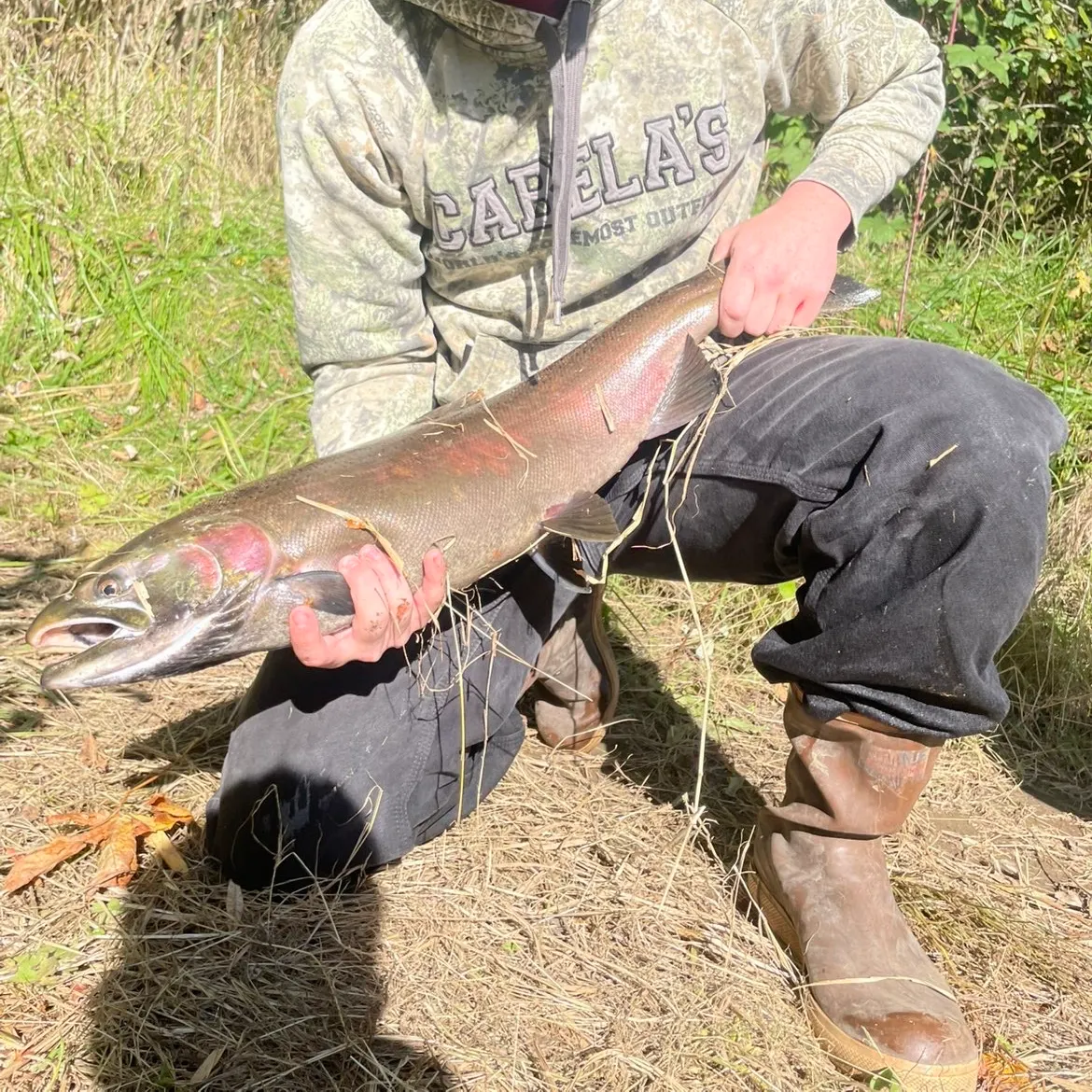 The most recent Coho salmon catches on Fishbrain