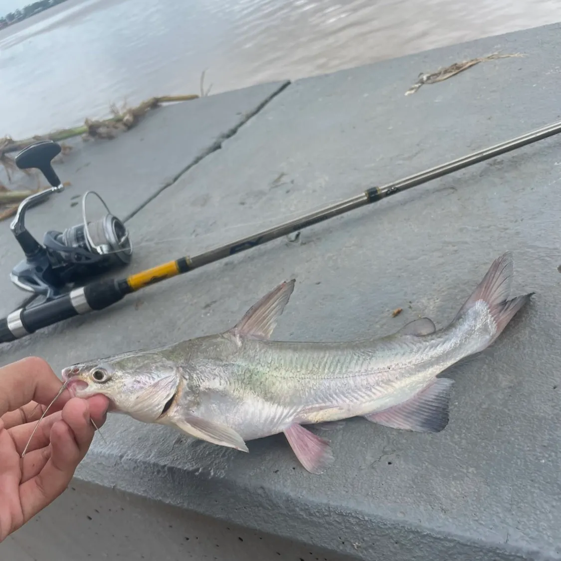 Hardhead sea catfish caught on Fishbrain