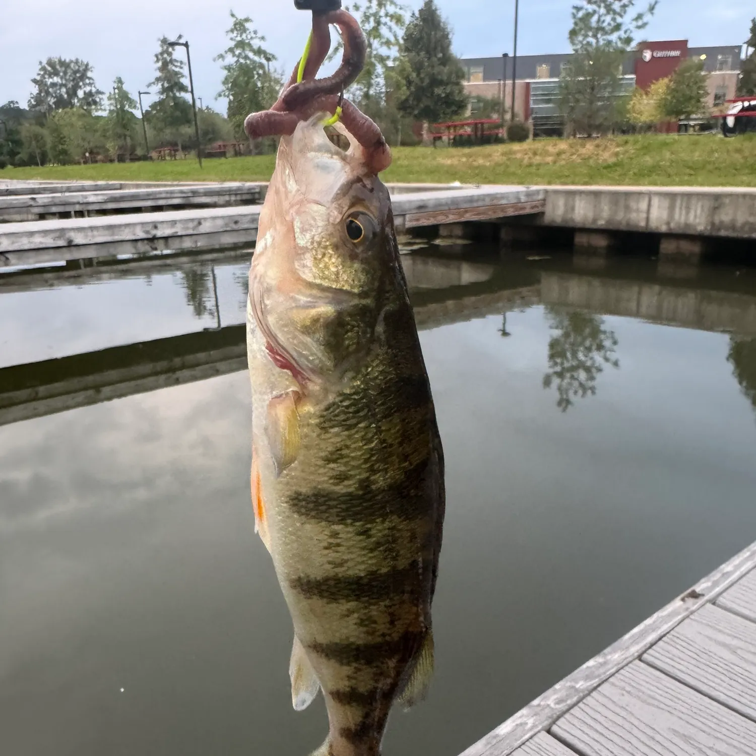 Yellow perch caught on Fishbrain