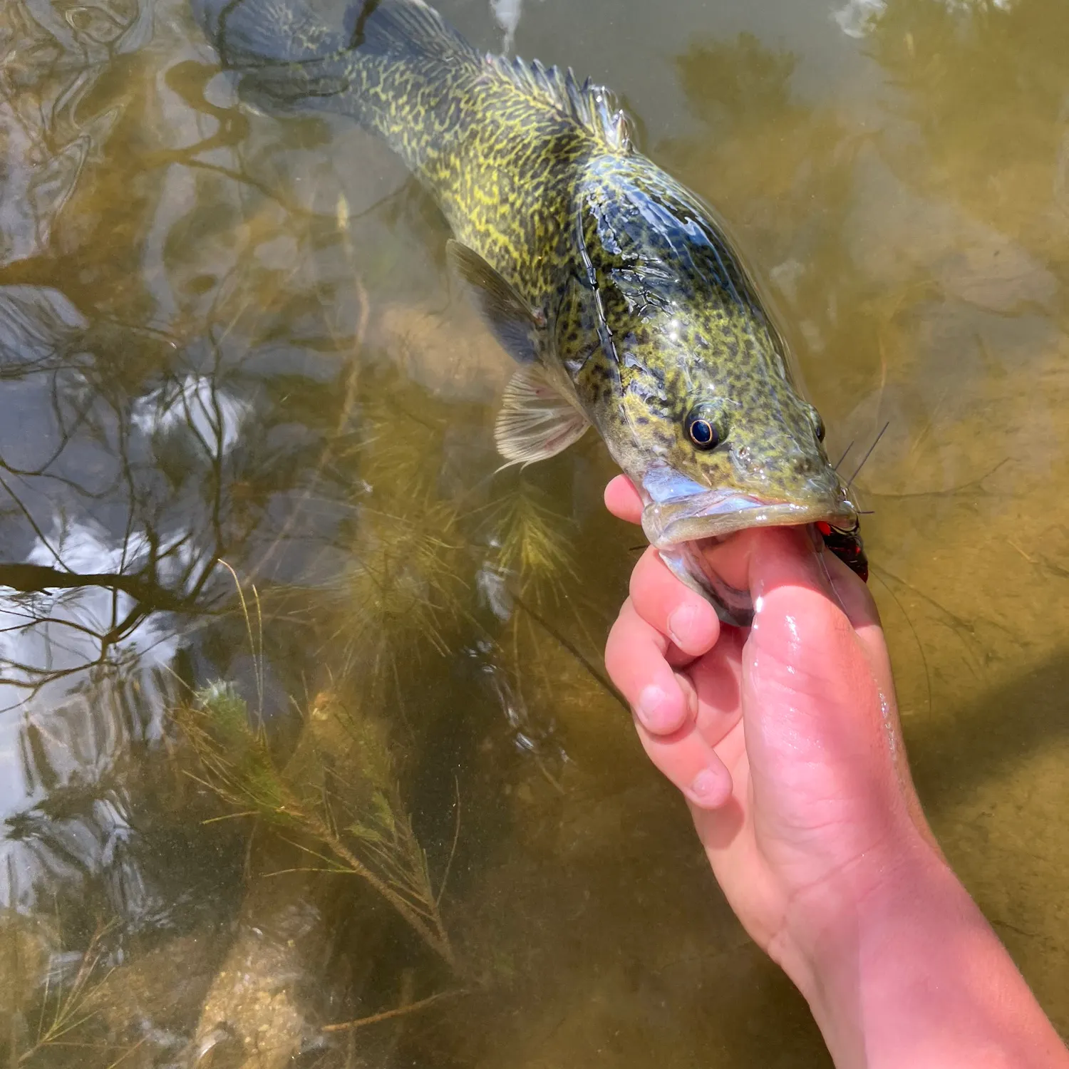 The most recent Murray cod catches on Fishbrain