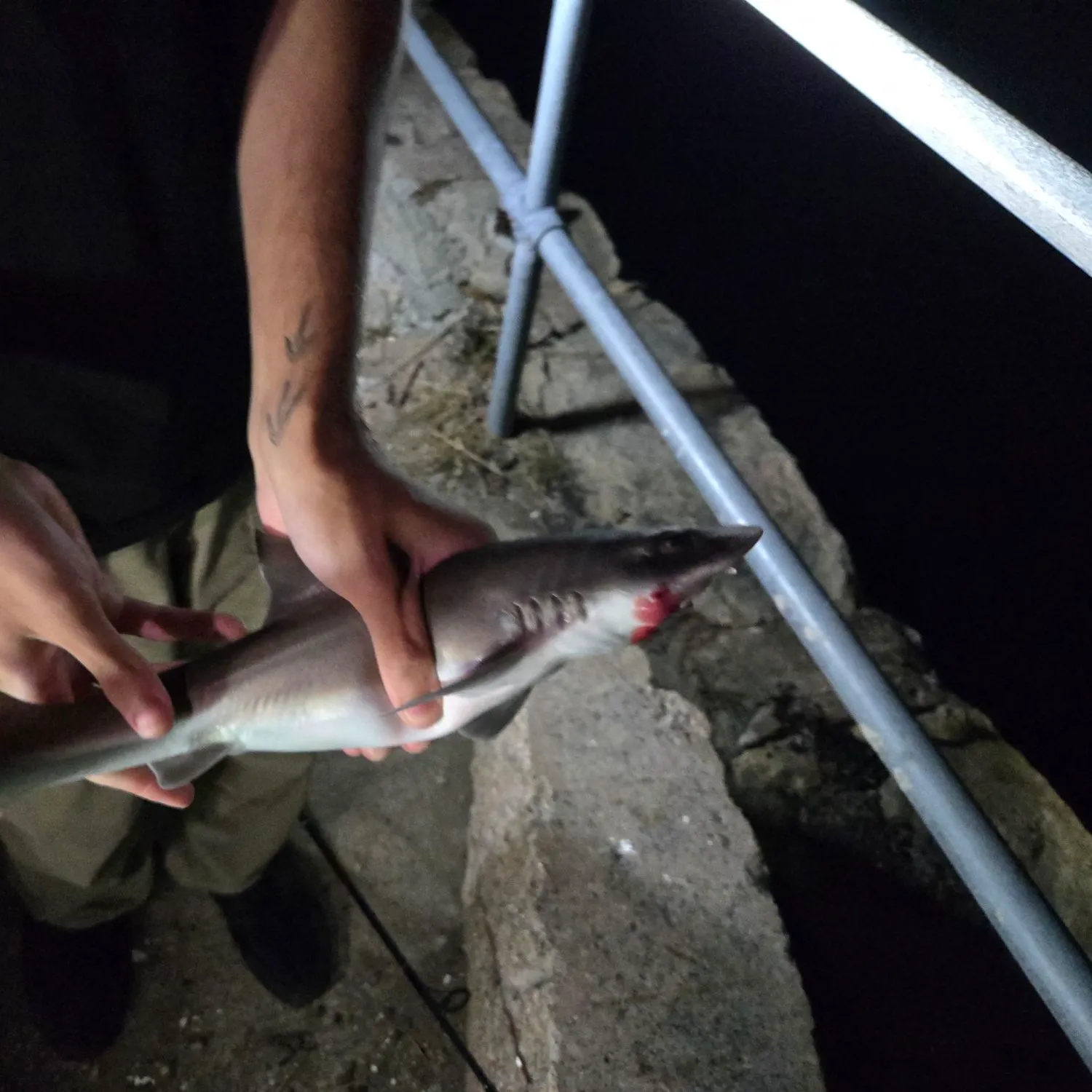 Piked dogfish caught on Fishbrain