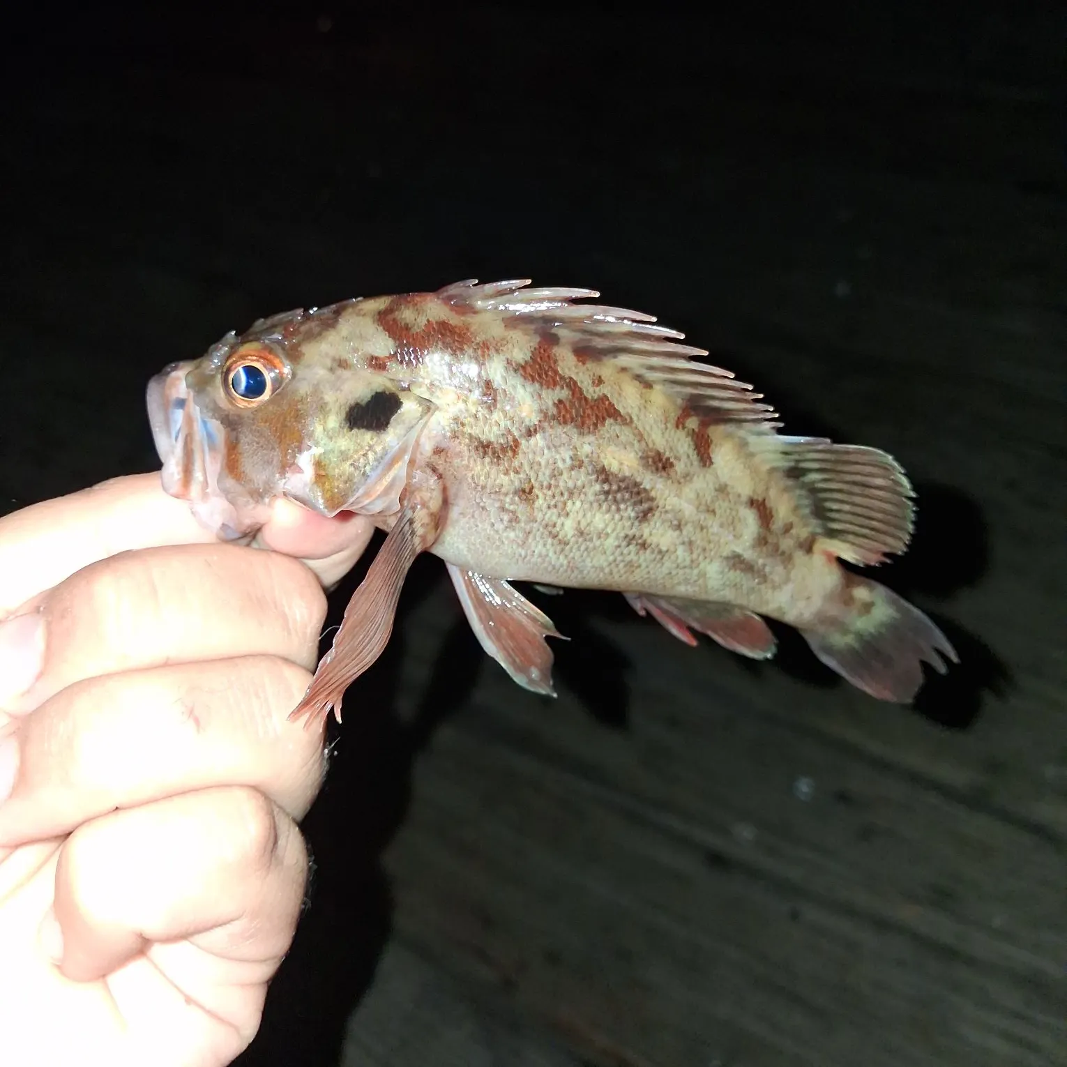 The most recent Brown rockfish catches on Fishbrain