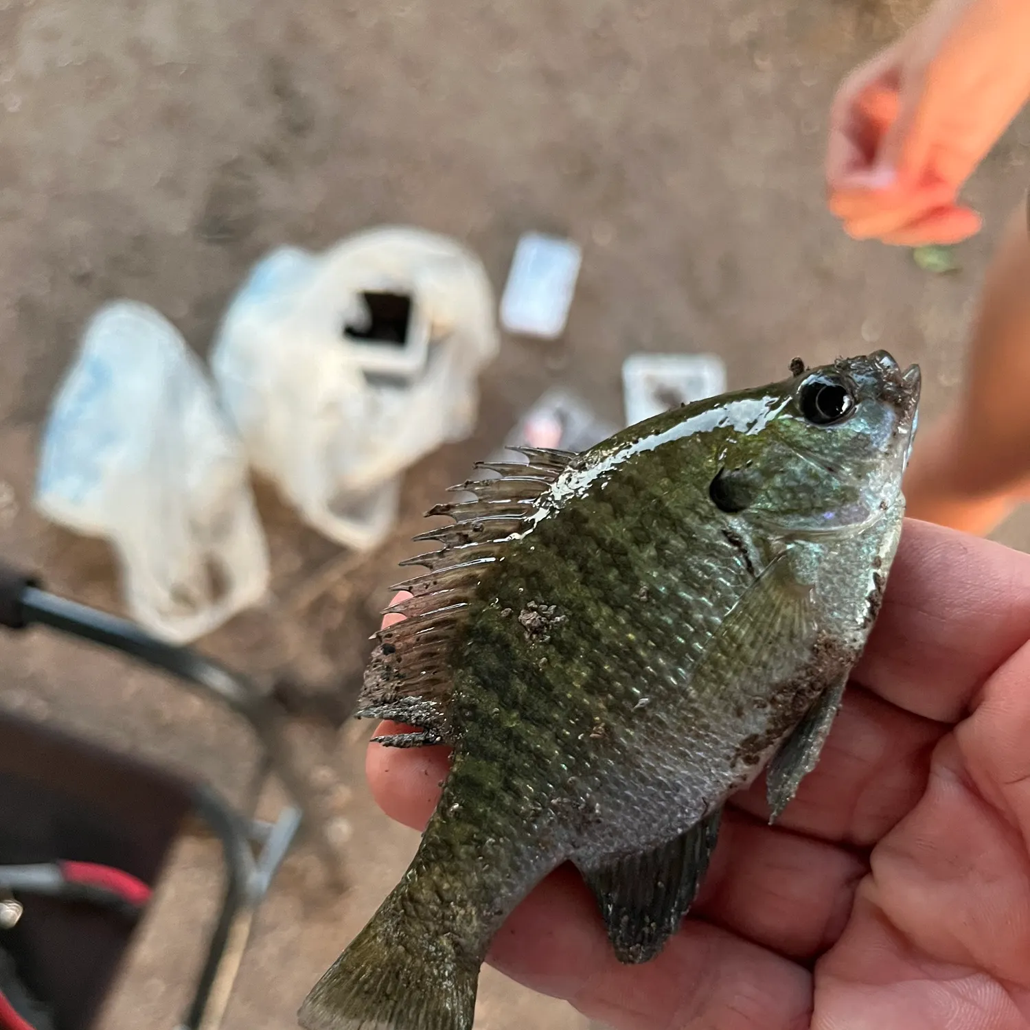 catch