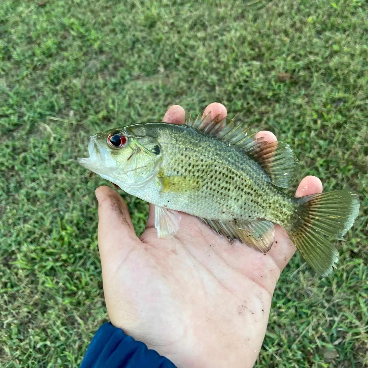 Redeye bass caught on Fishbrain