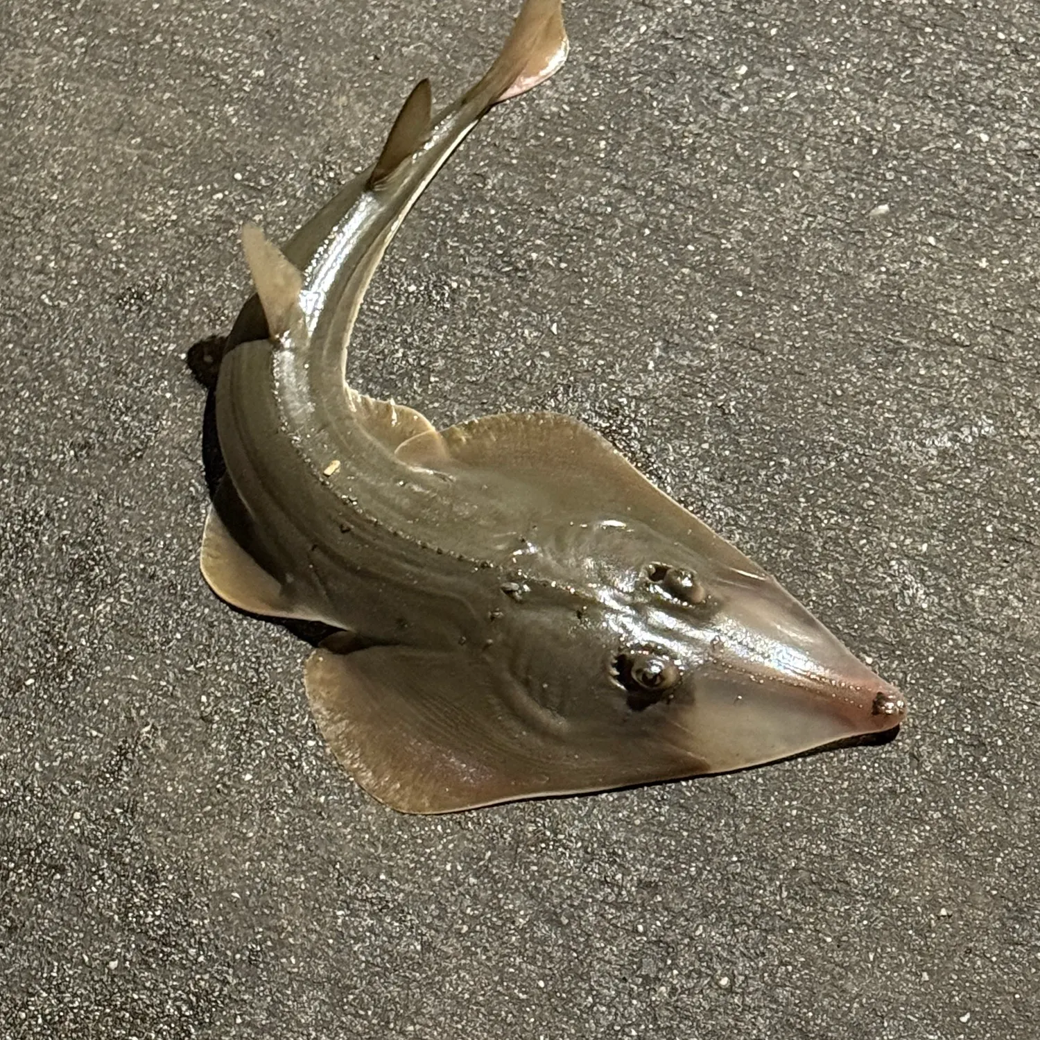 The most recent Pacific shovelnose guitarfish catches on Fishbrain