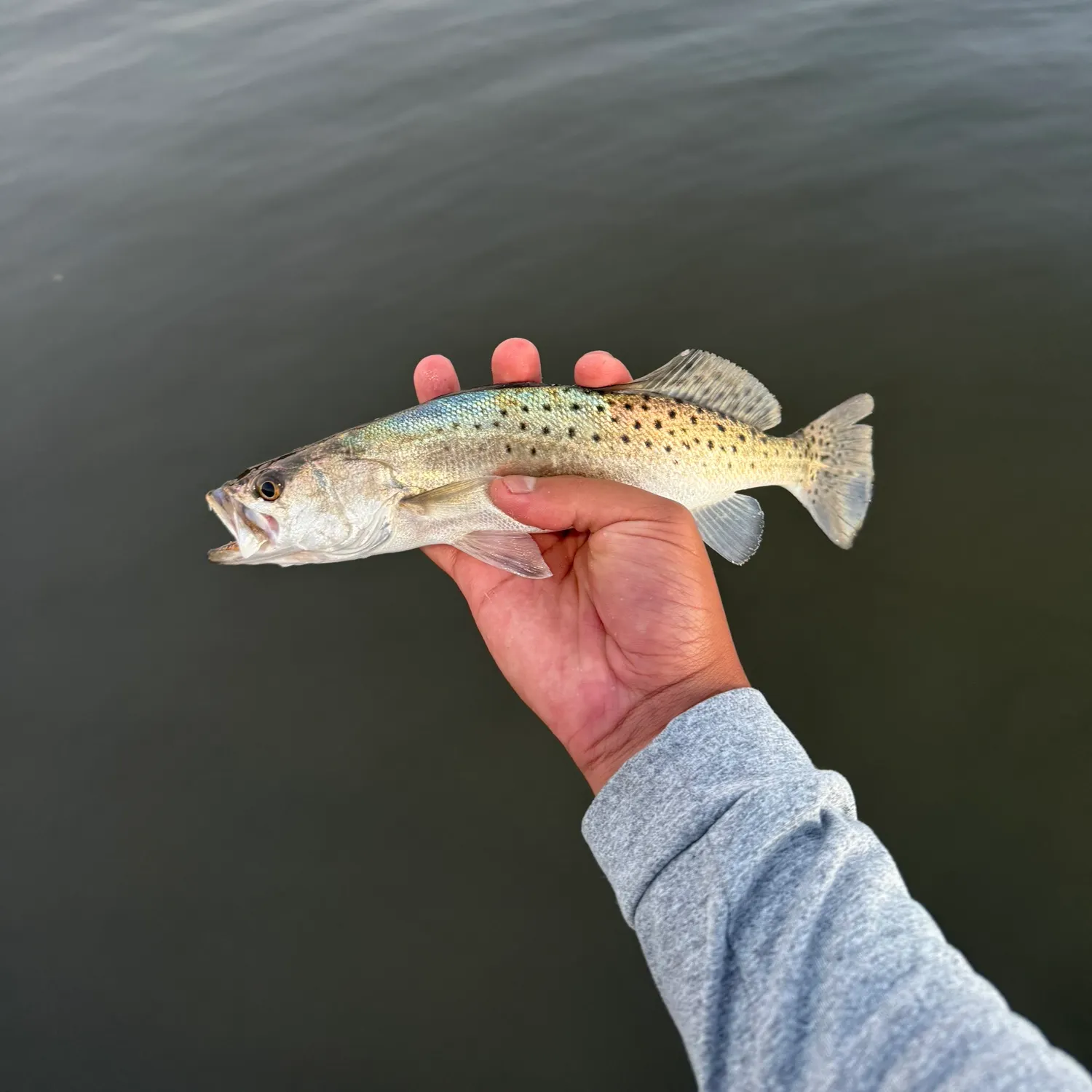 Spotted seatrout caught on Fishbrain