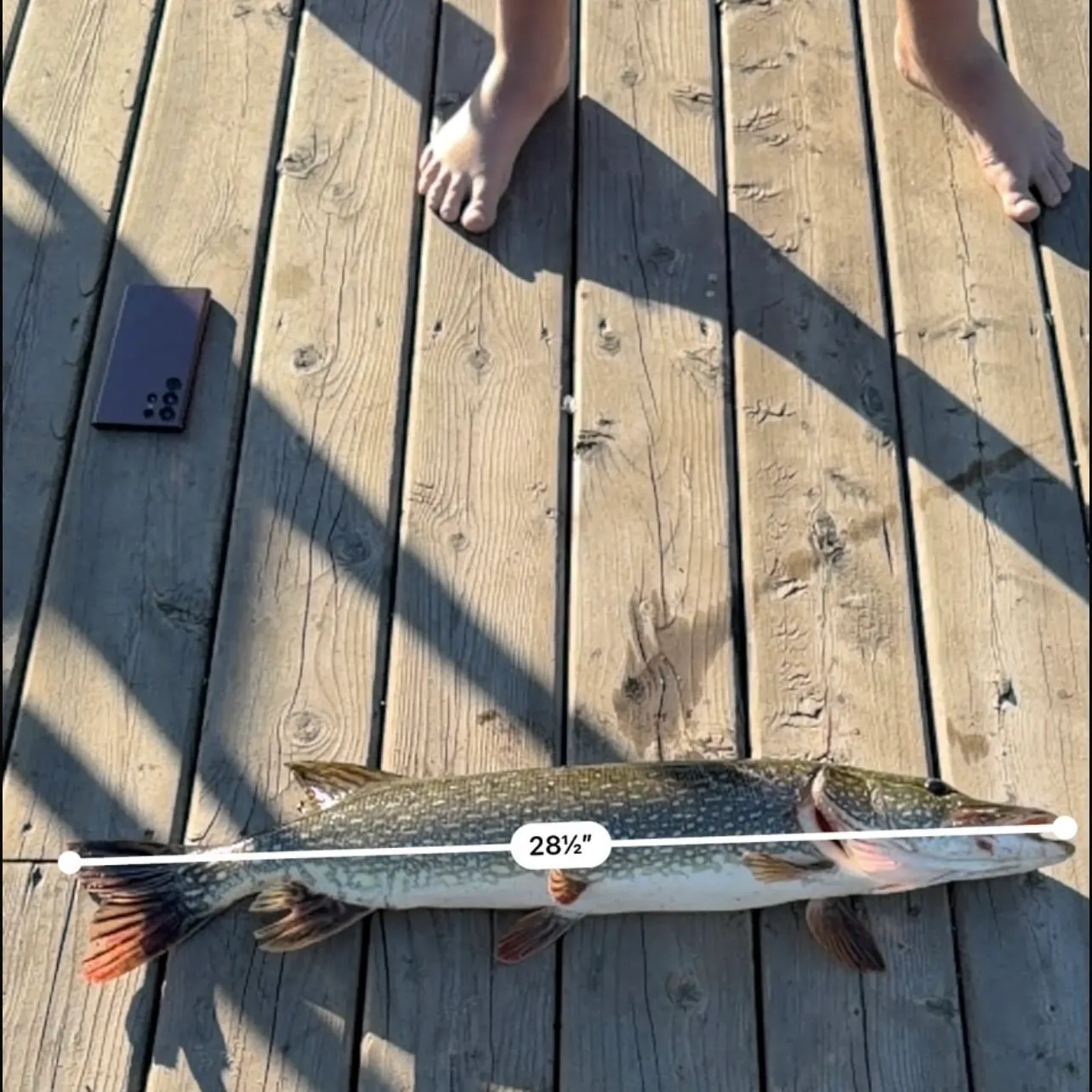 Northern pike caught on Fishbrain