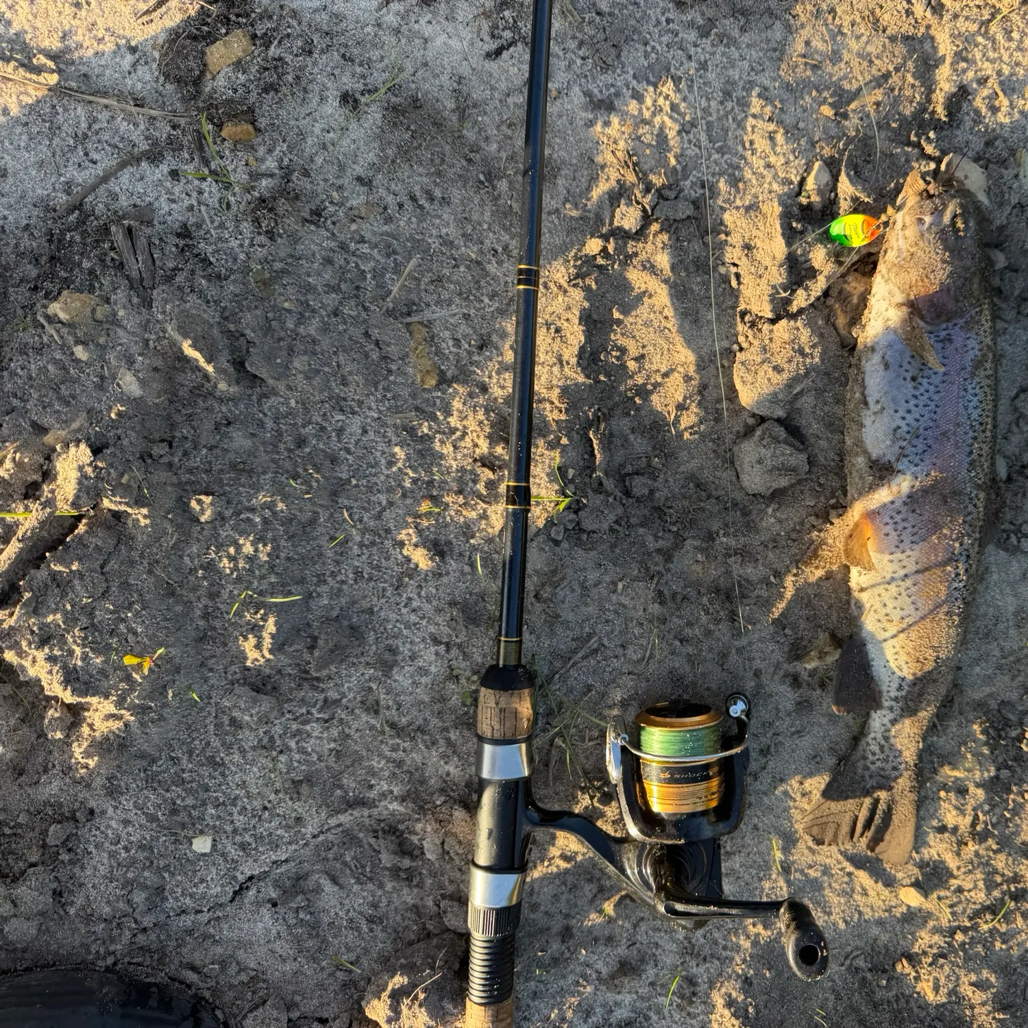 Rainbow trout caught on Fishbrain