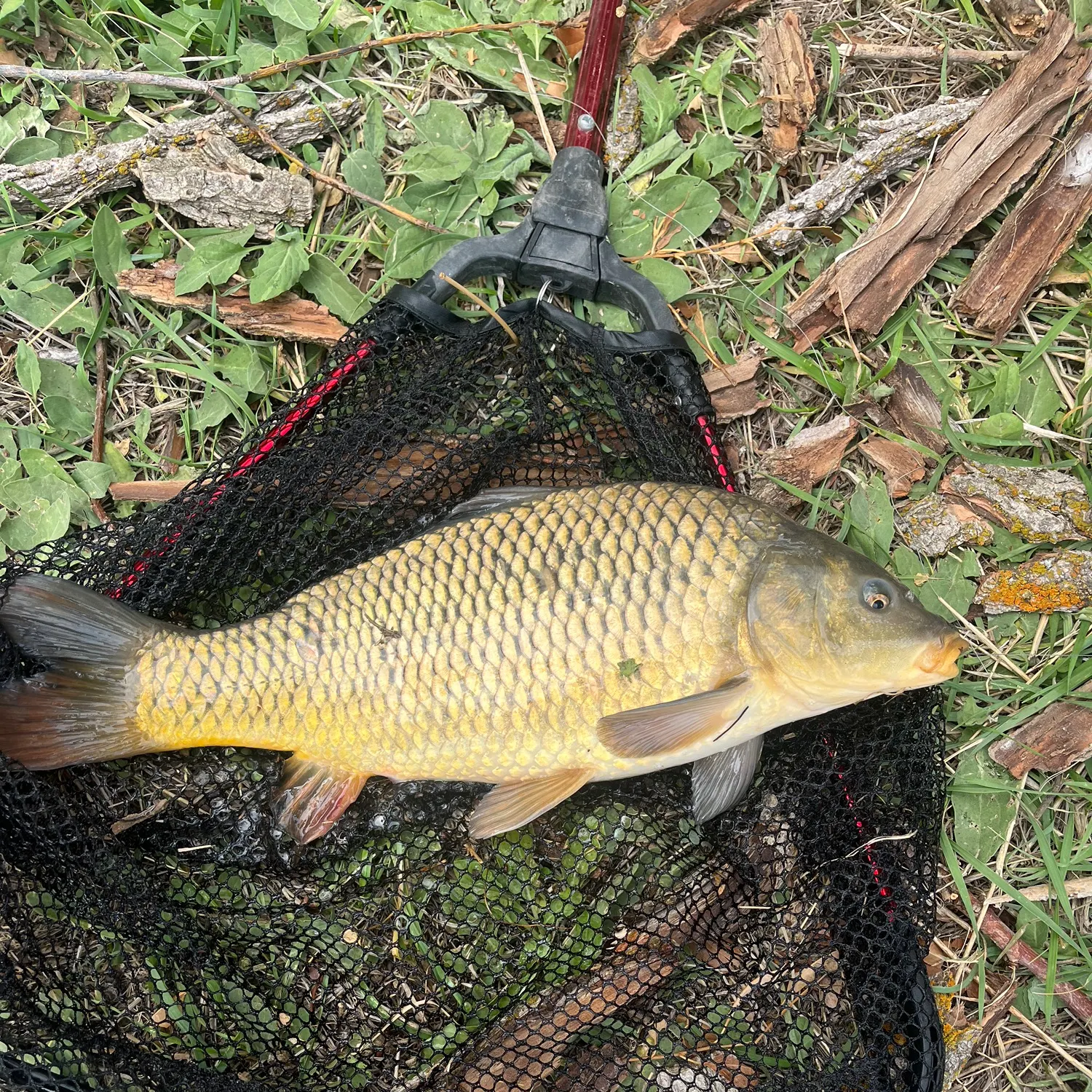 Common carp caught on Fishbrain